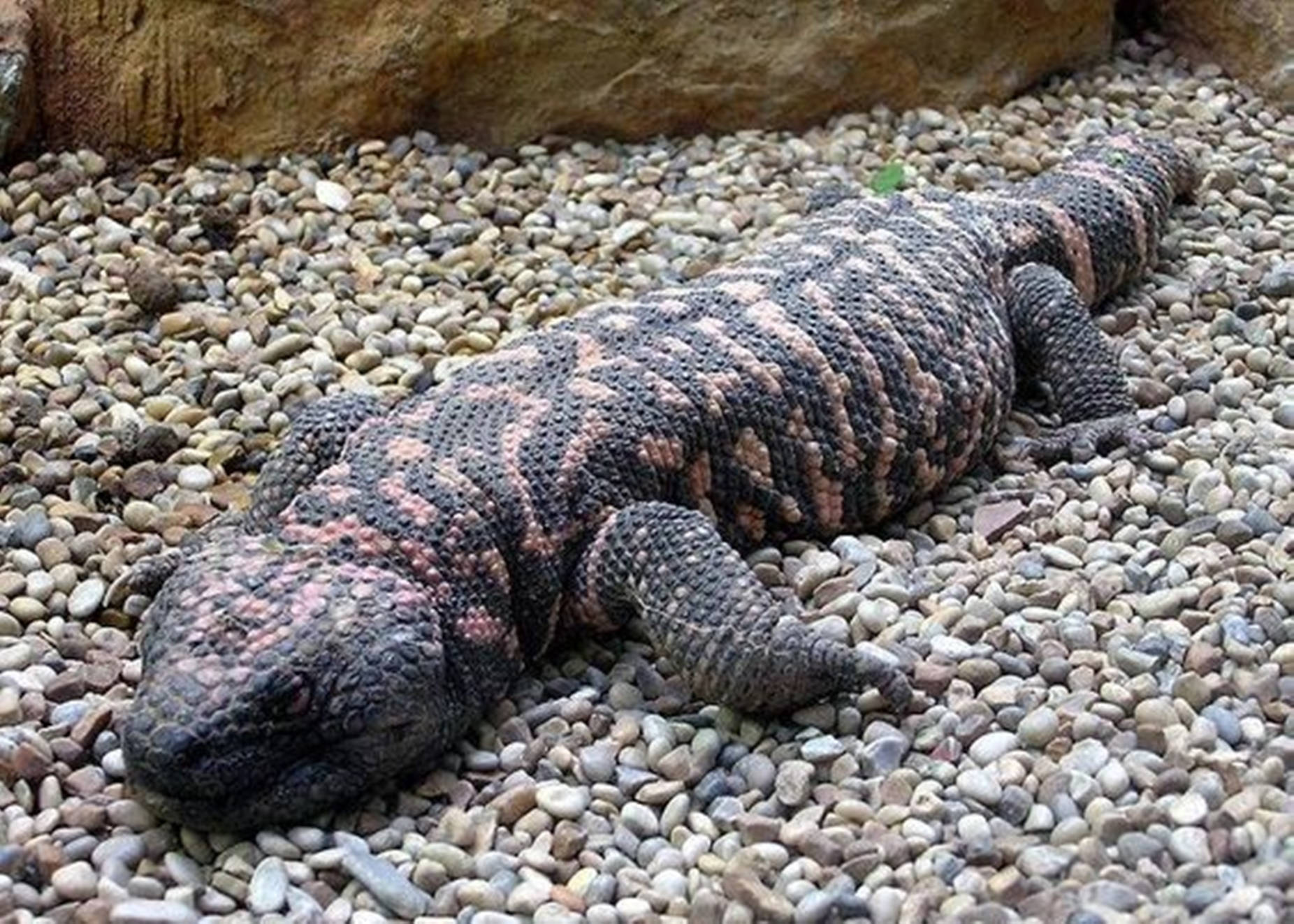 Gila Monster, gravel, multicolored pebbles, HD Desktop Wallpaper