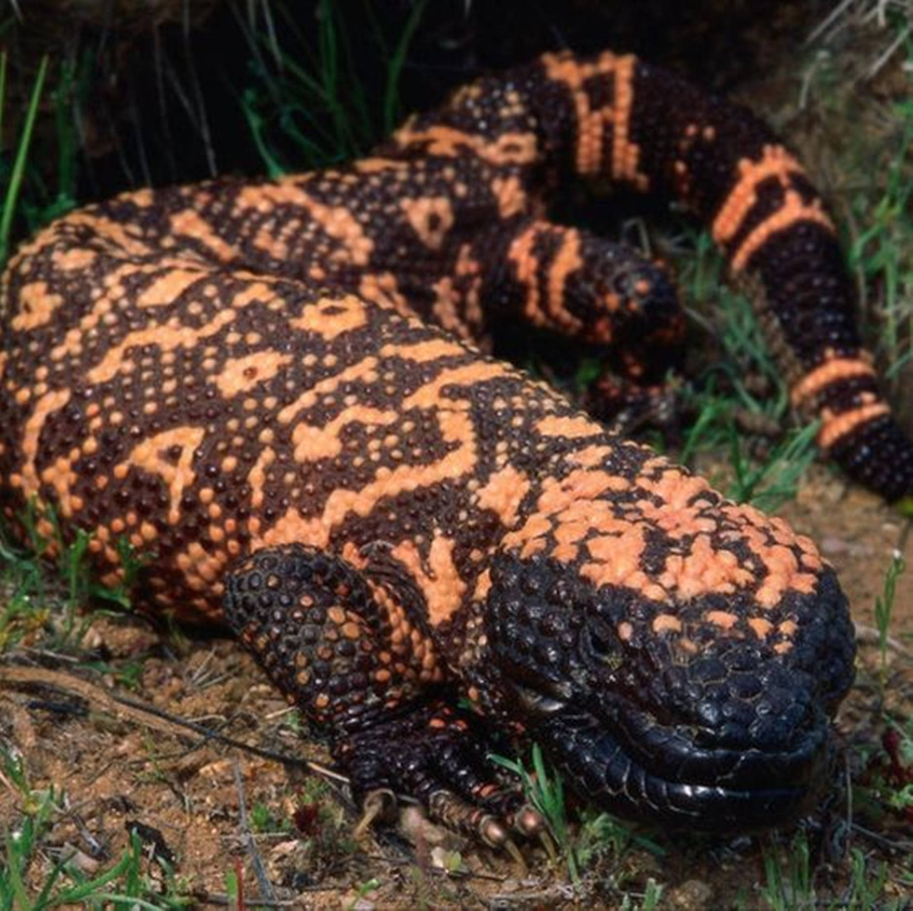 Gila Monster, orange and black patterns, grassy terrain, HD Desktop Wallpaper