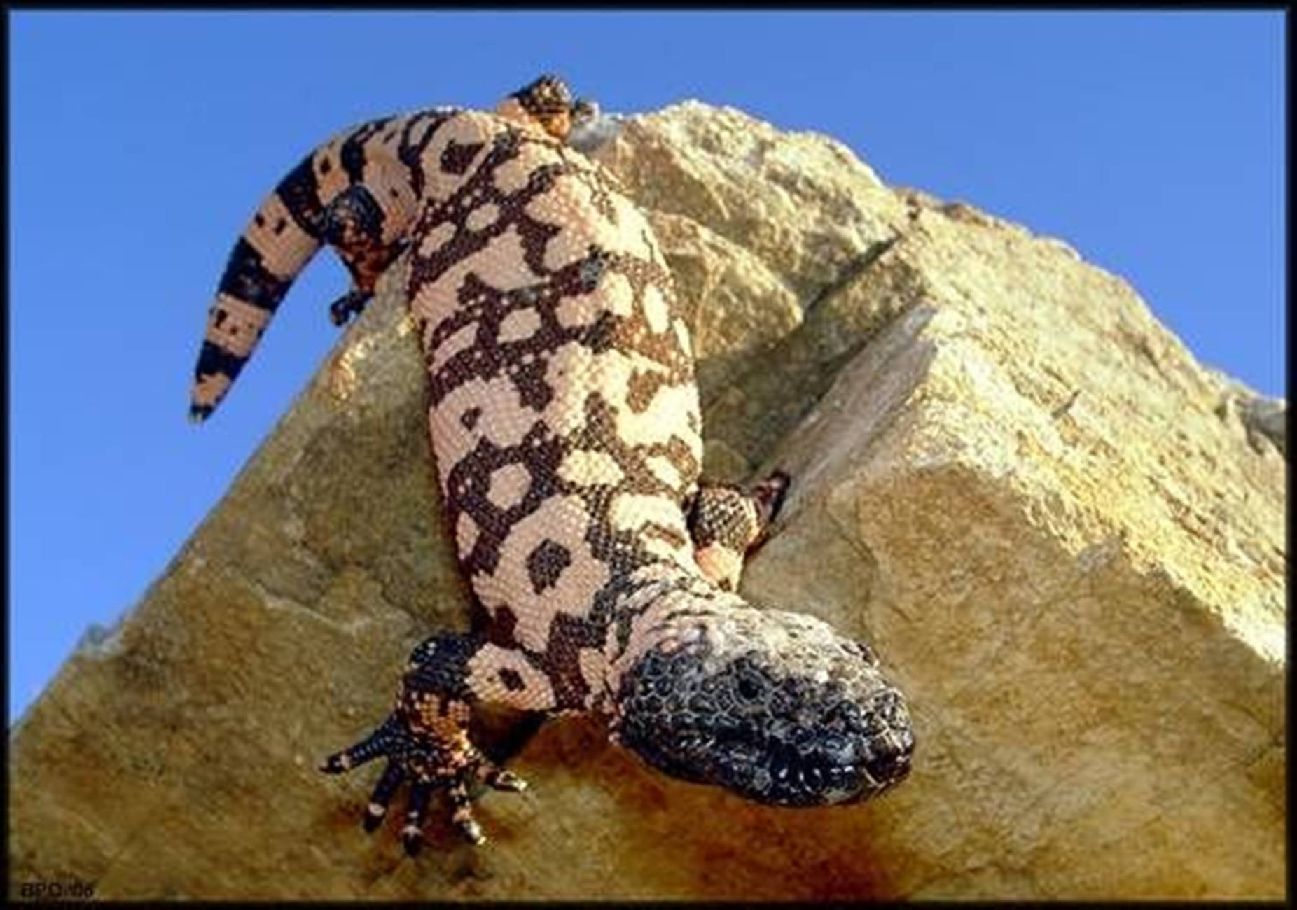 Gila Monster, black and cream patterns, tan rock, HD Desktop Wallpaper