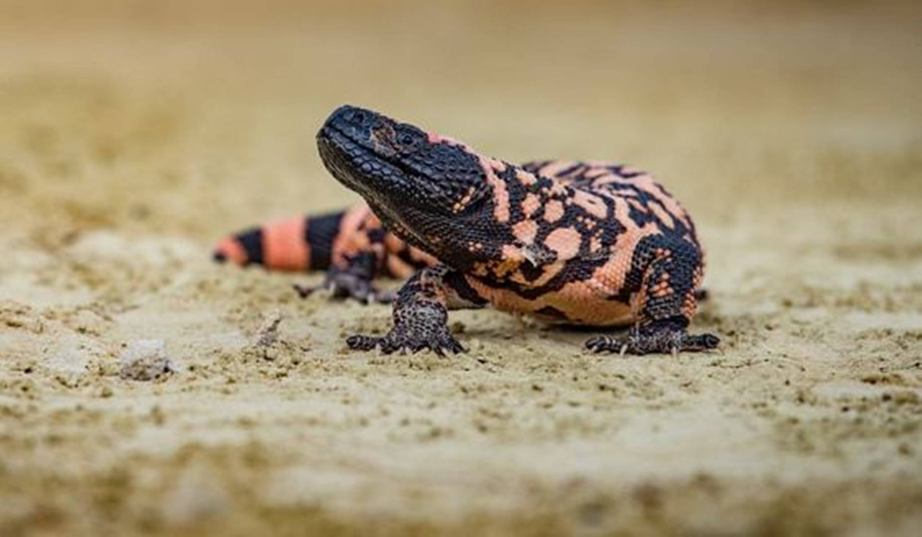 Gila Monster, black head, orange patterns, HD Desktop Wallpaper