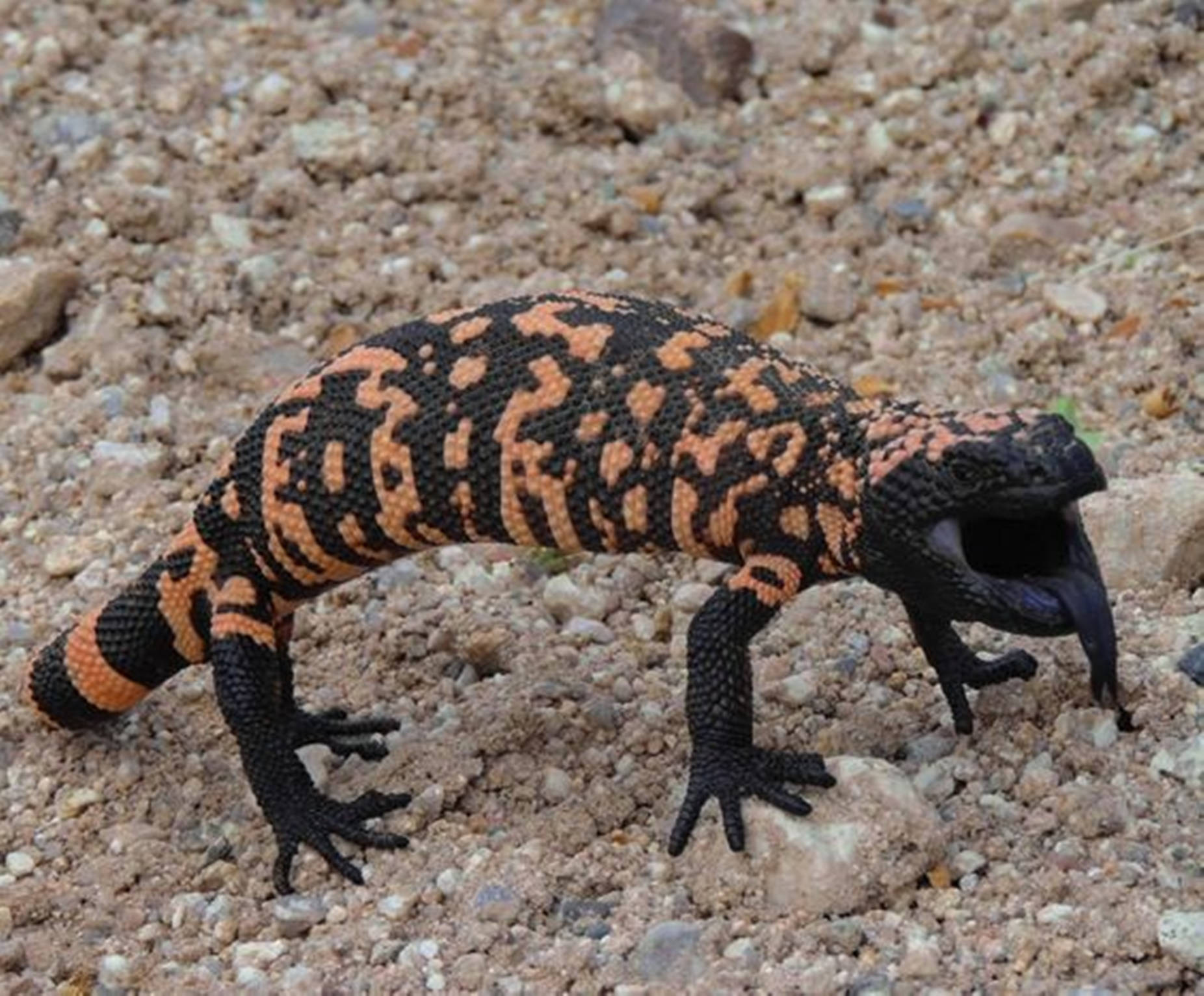 Gila Monster, black and orange, gravel ground, HD Desktop Wallpaper
