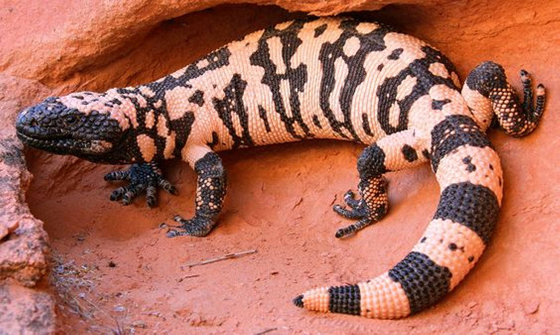 Gila Monster, black and cream stripes, sunlit red rock crevice, HD Desktop Wallpaper