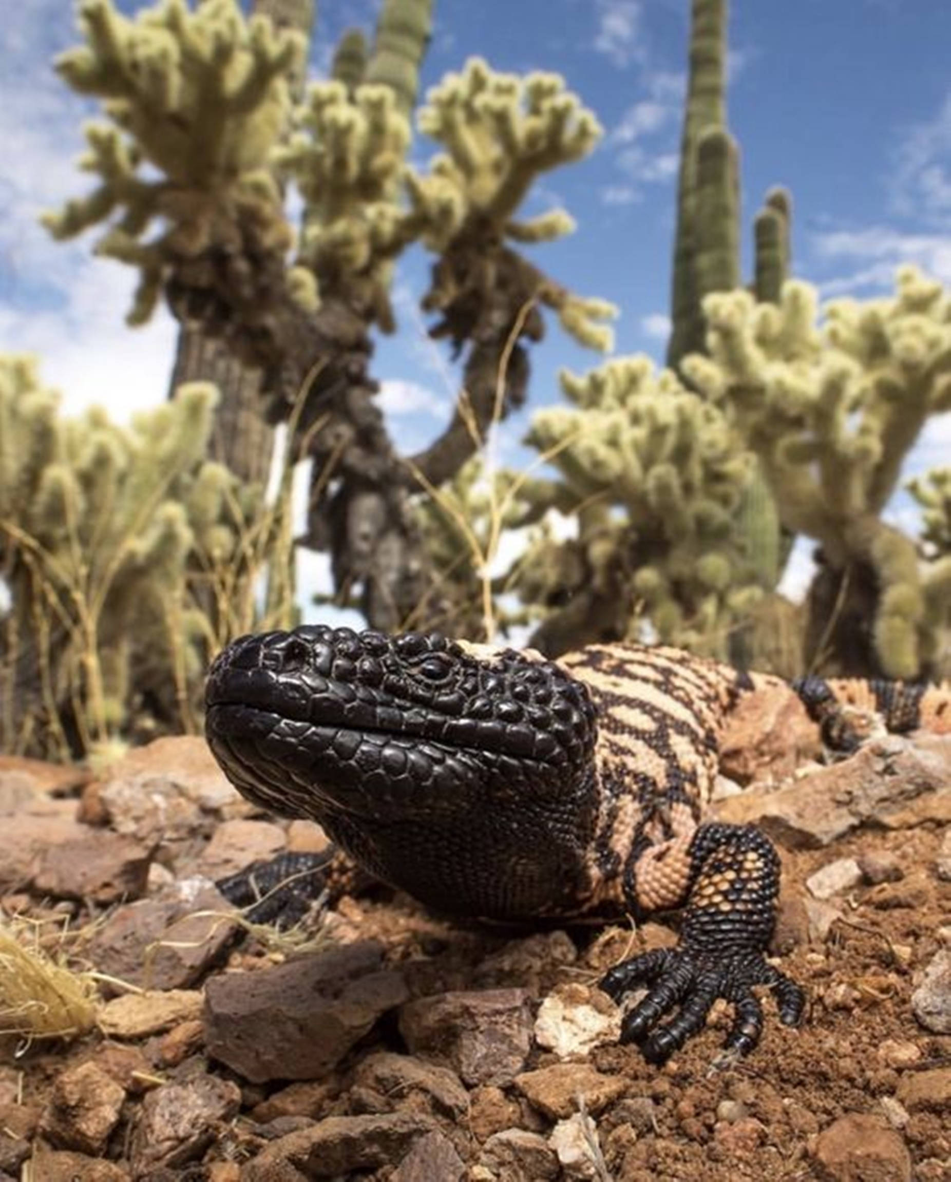 Gila Monster, cactuses, black and tan, Full HD Phone Wallpaper