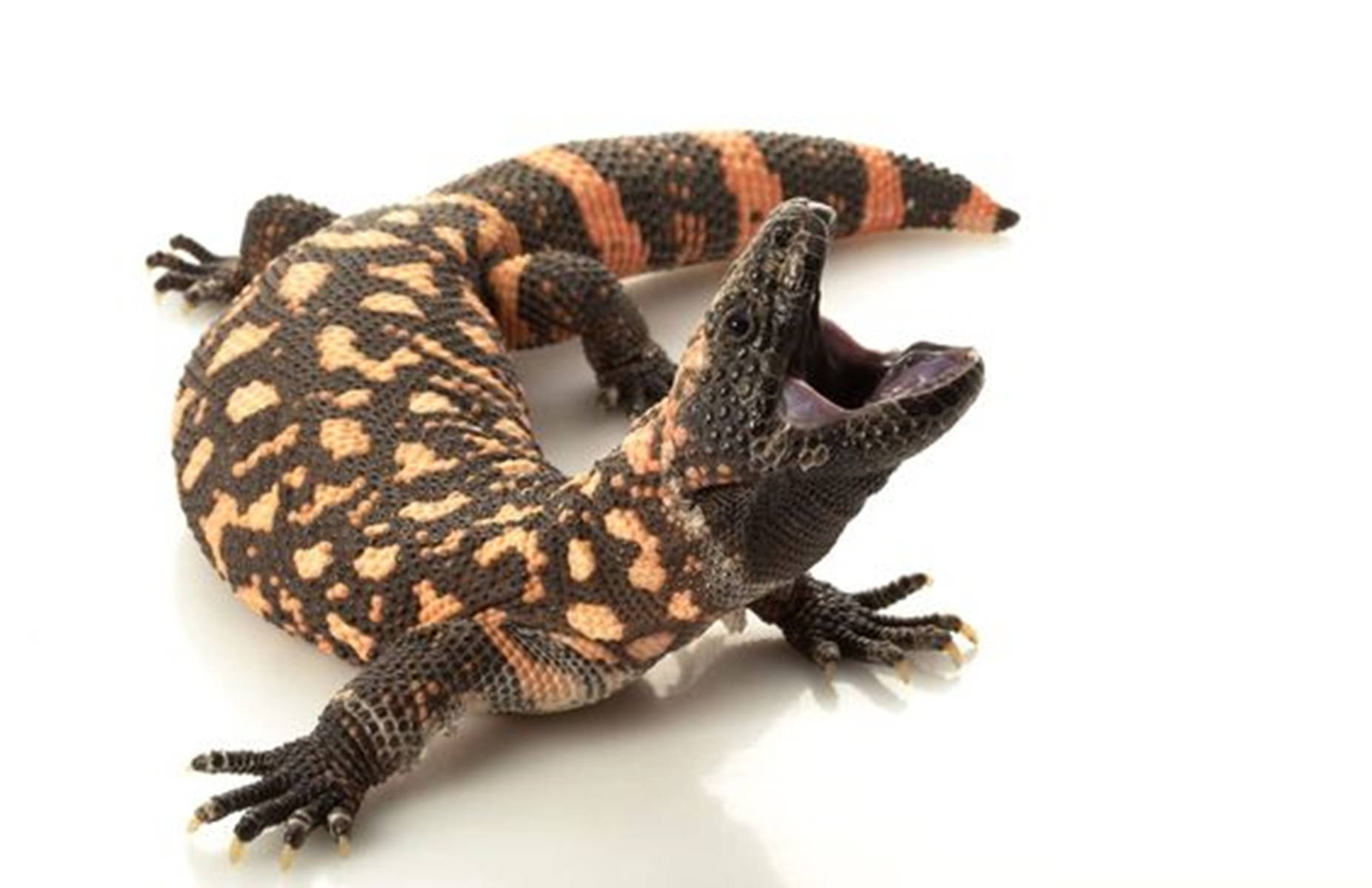 Gila Monster, open mouth, black and orange patterns, HD Desktop Wallpaper