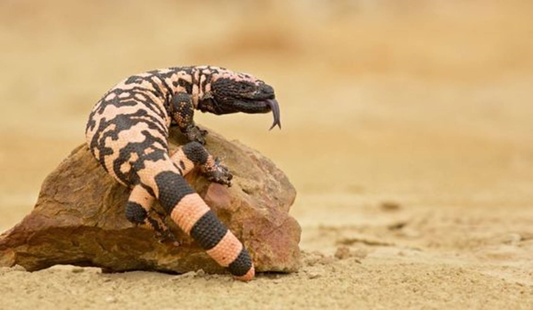 Gila Monster, black and pinkish-orange patterns, sunlit rock, HD Desktop Wallpaper