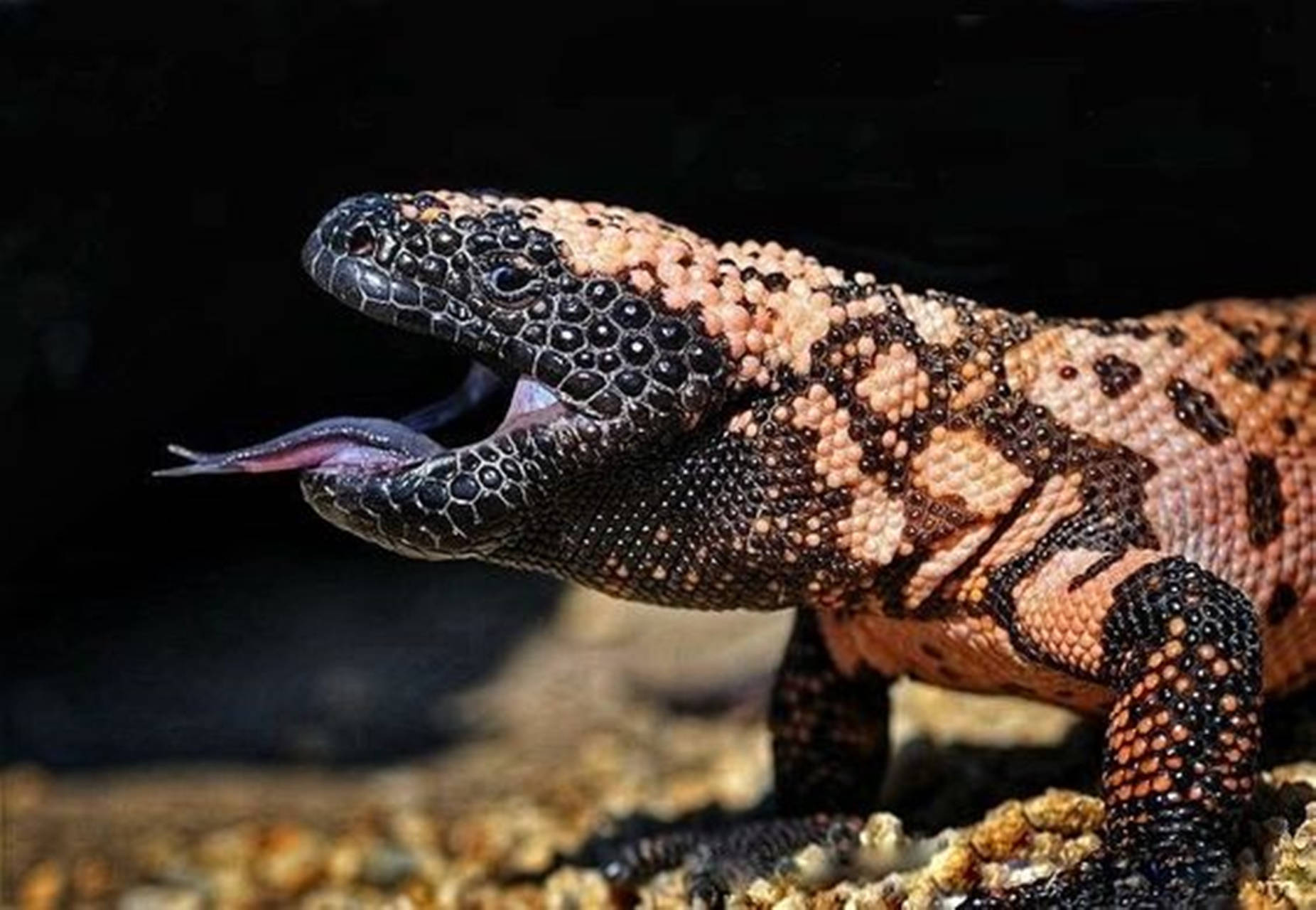 Gila Monster, black and pinkish-orange scales, tongue flicking, HD Desktop Wallpaper
