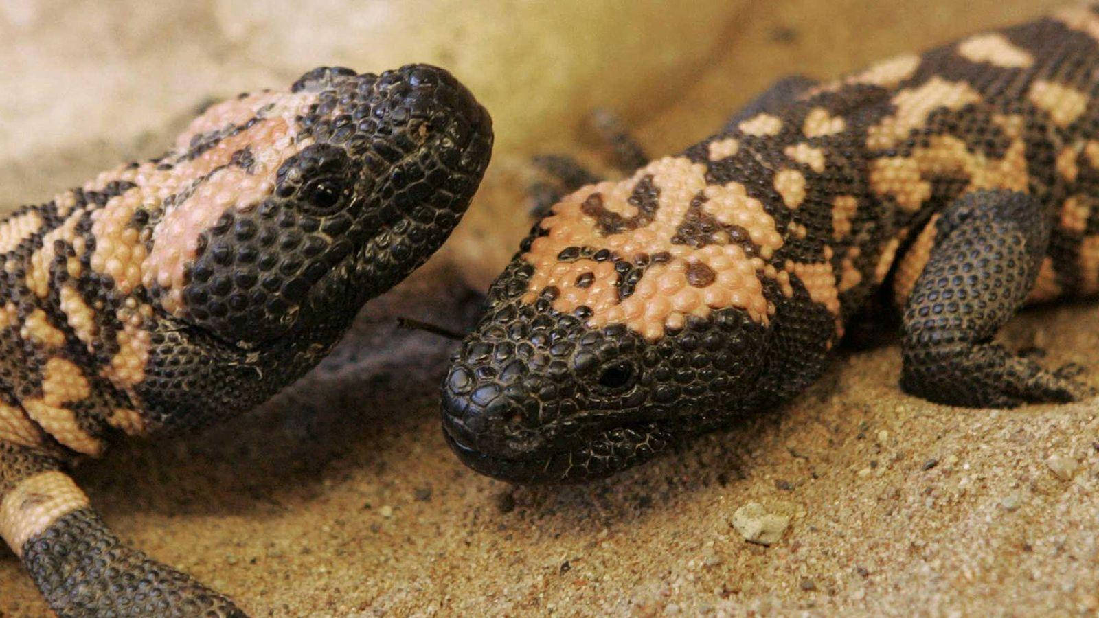 Gila Monster, black, pinkish-orange, HD Desktop Wallpaper
