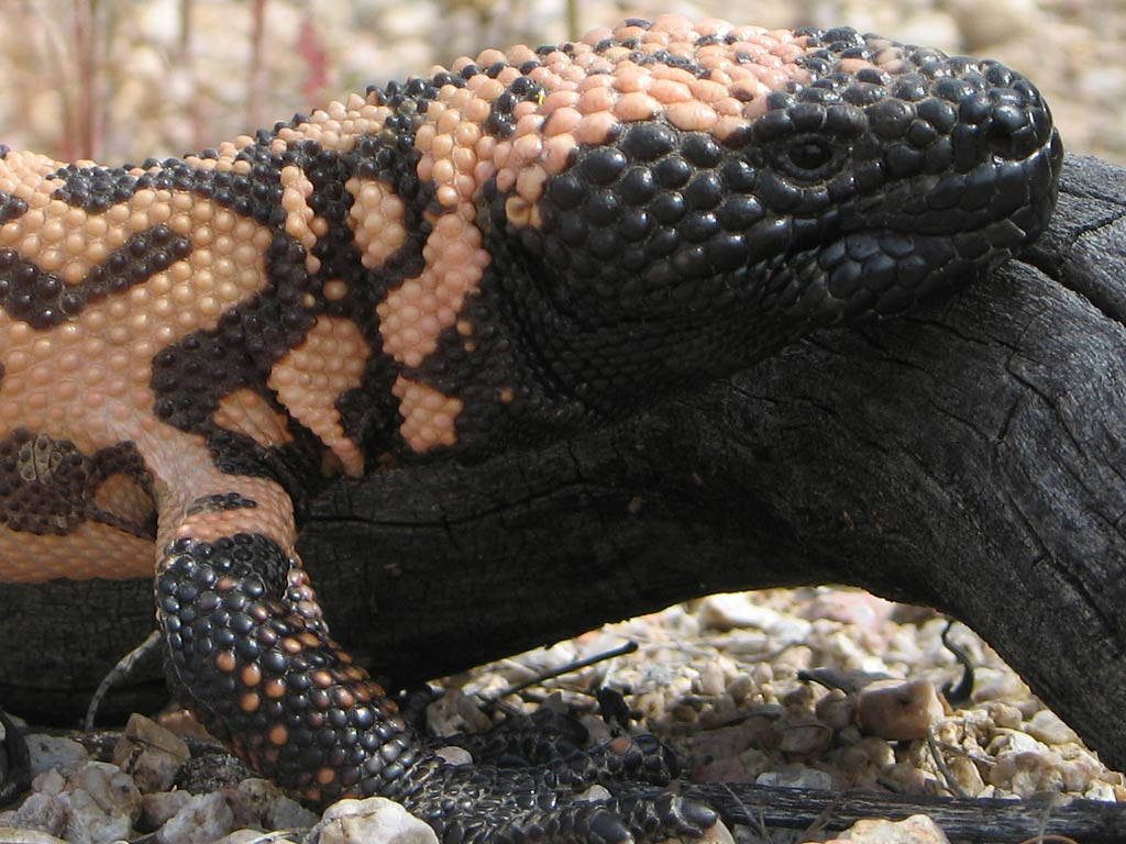 Gila Monster, black and pinkish-orange bumpy scales, dark log, SD Desktop Wallpaper