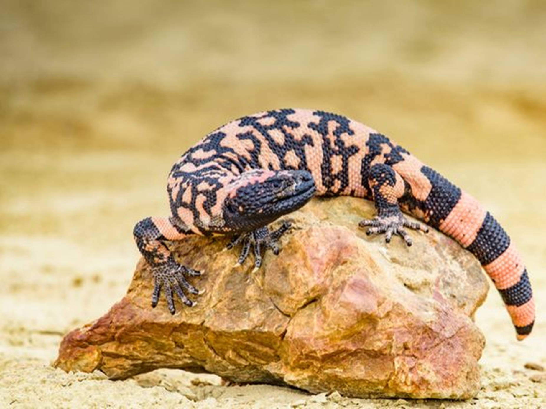 Gila Monster, pink, black, HD Desktop Wallpaper