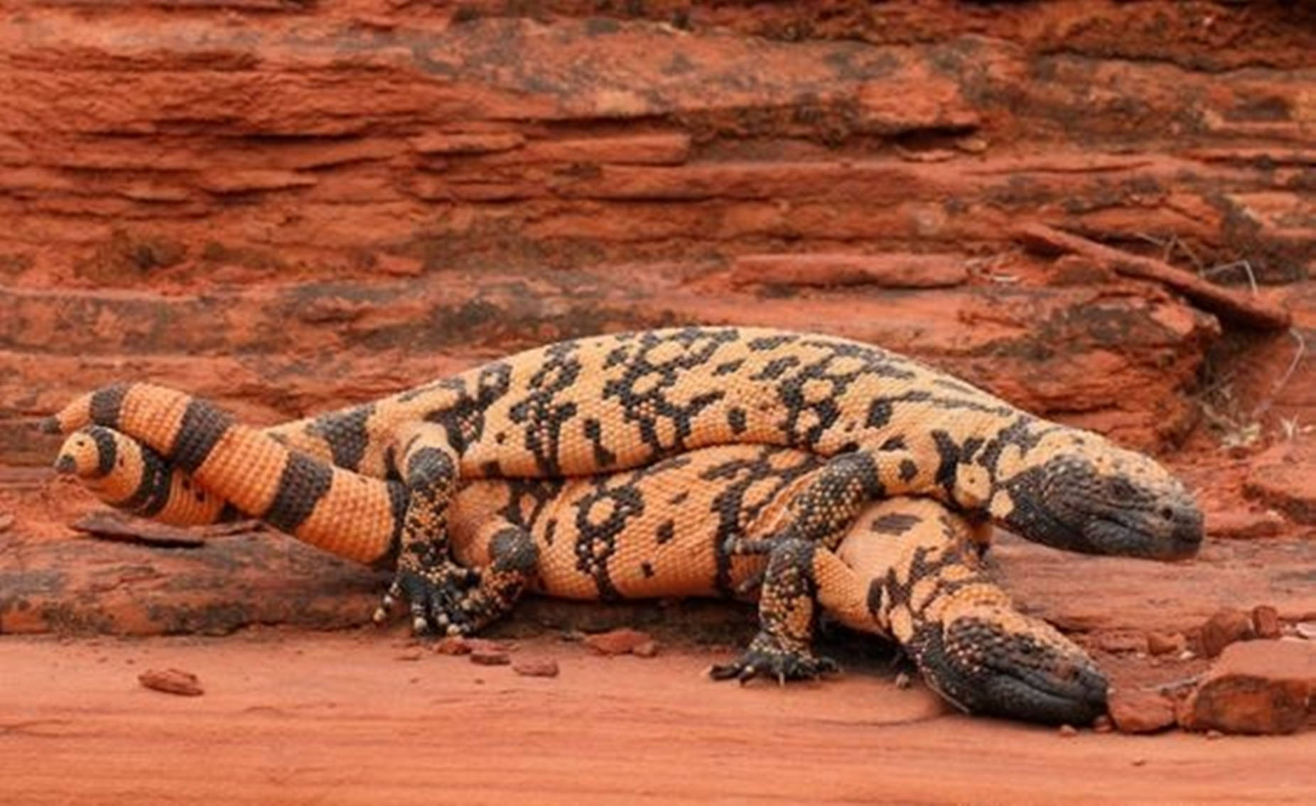 Gila Monster, black and orange patterns, textured red rock terrain, HD Desktop Wallpaper