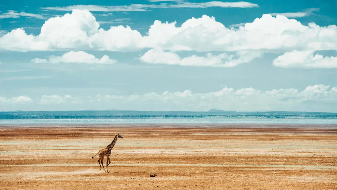 Giraffe
