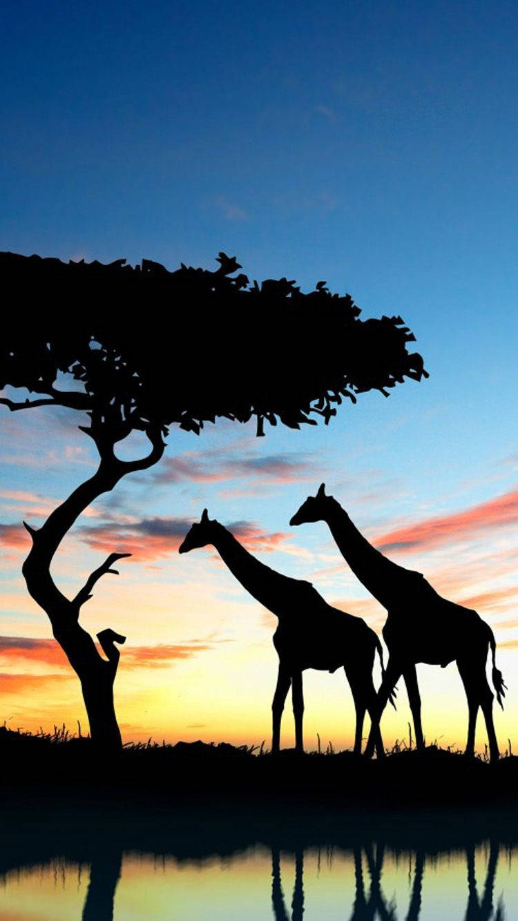giraffes, acacia tree, sunset, HD Phone Wallpaper