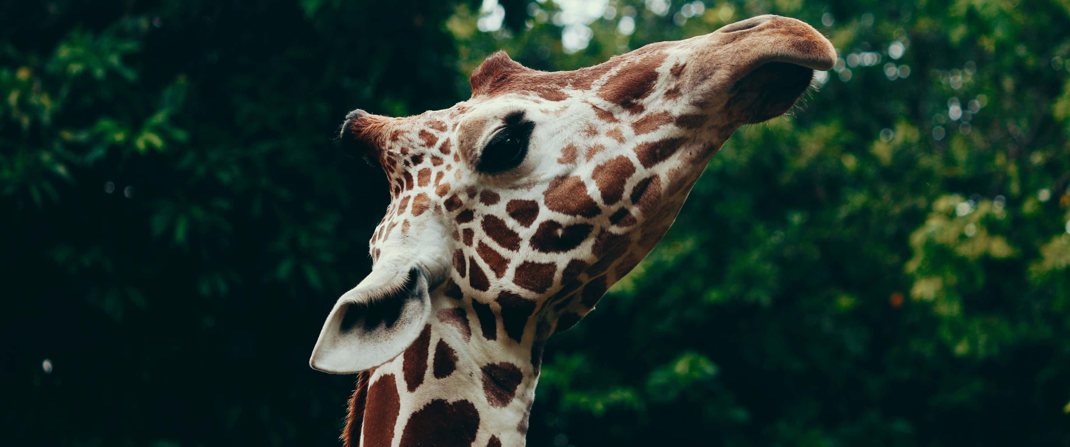 3440x1440, giraffe, patterned coat, 2K Desktop Wallpaper