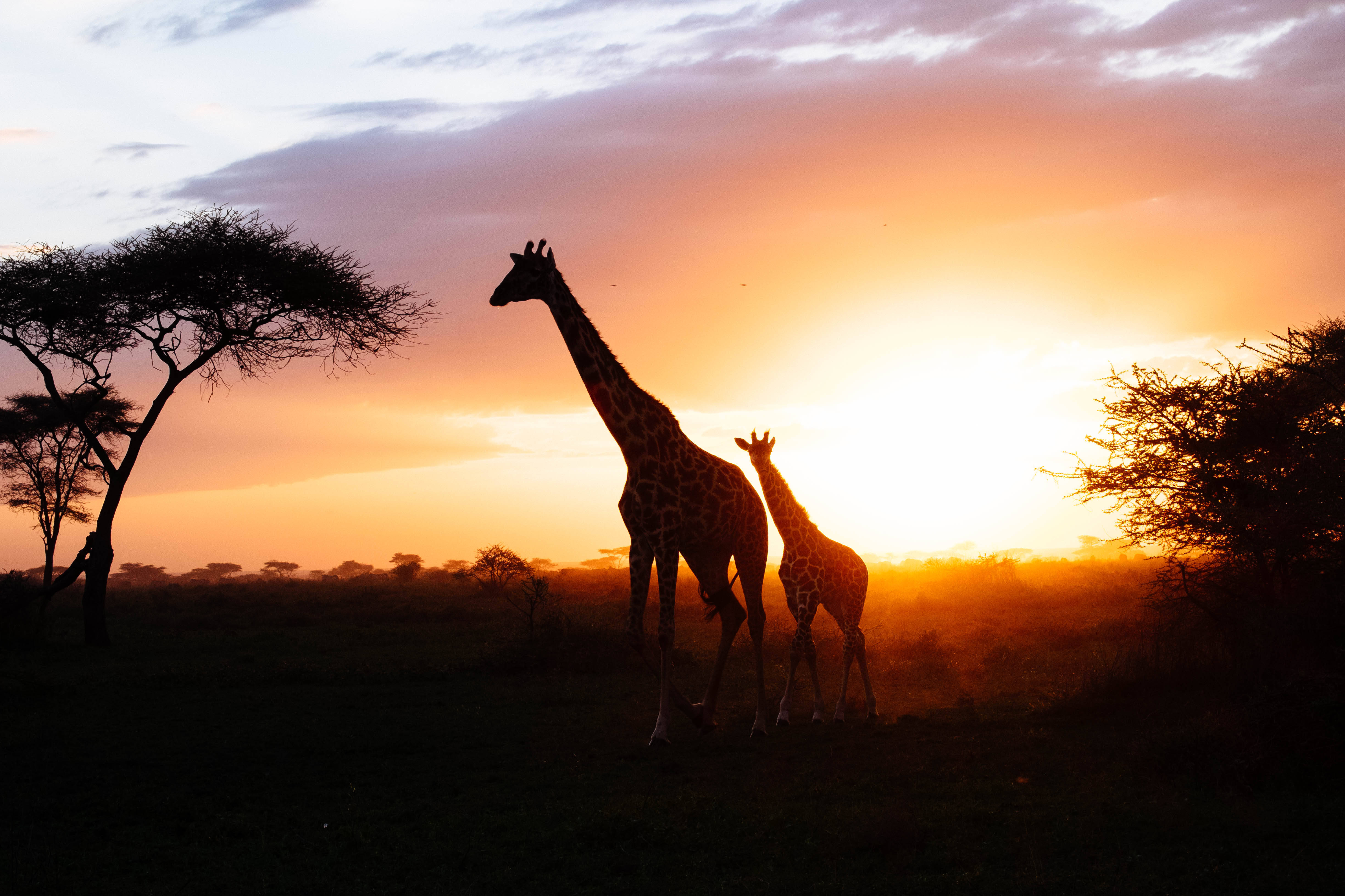 giraffe, silhouettes, vibrant orange sunset, 4K Desktop Wallpaper