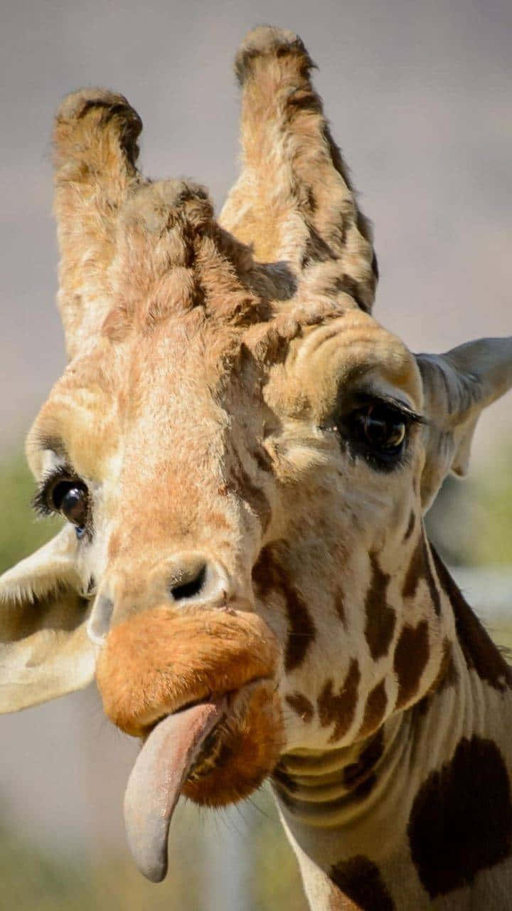 giraffe, pink tongue, close-up photo, HD Phone Wallpaper