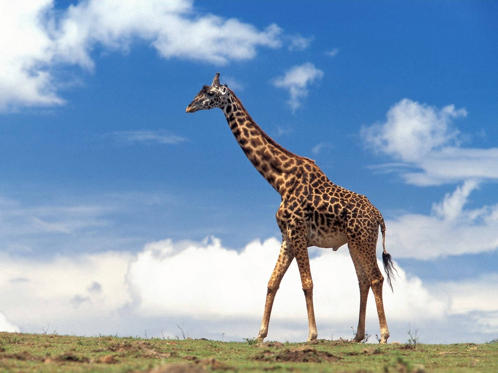 giraffe, grassy plain, bright blue sky, HD Desktop Wallpaper