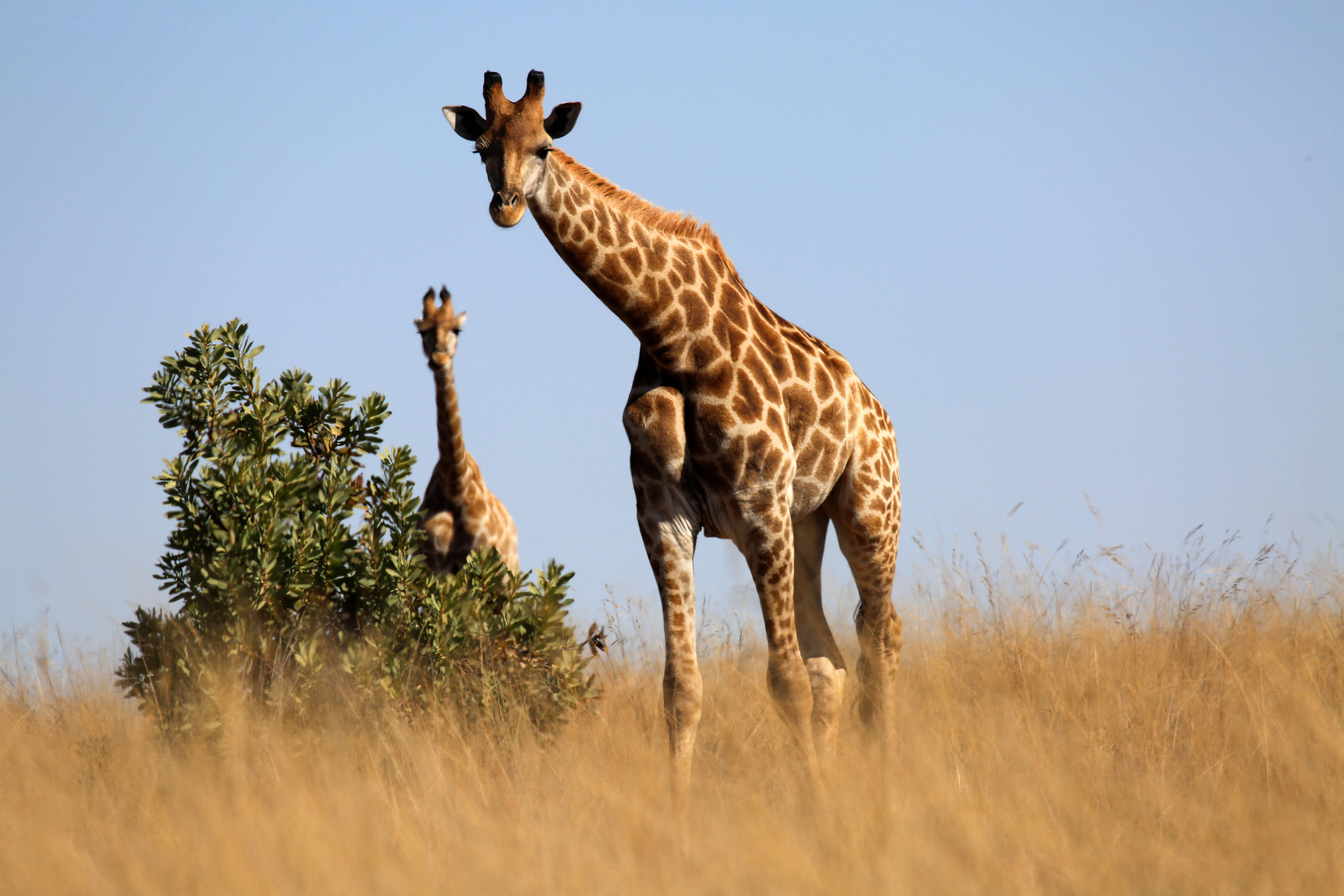 giraffe, savannah grass land, golden grass, 5K Desktop Wallpaper