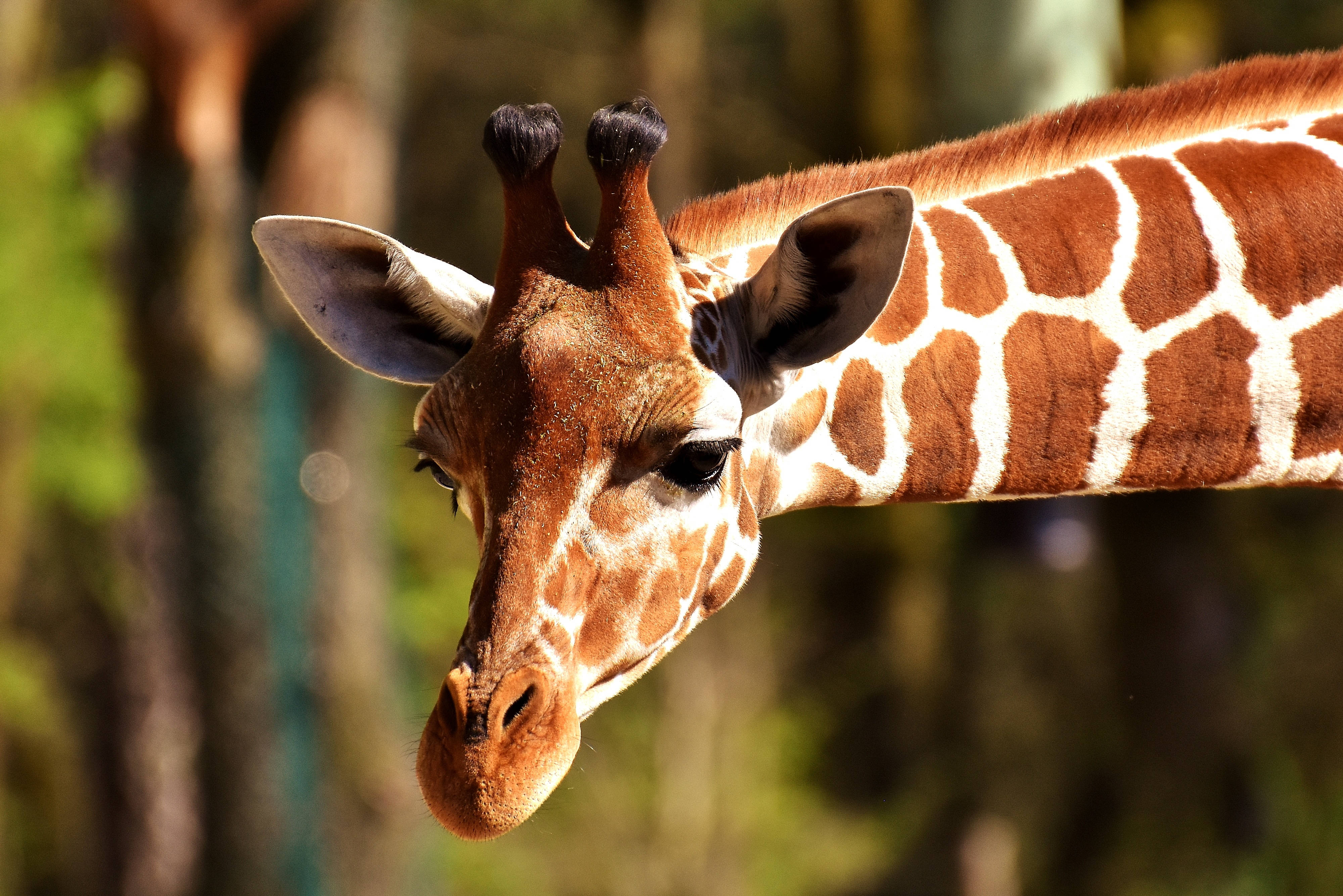 giraffe, closeup photo, detailed patterns, 4K Desktop Wallpaper