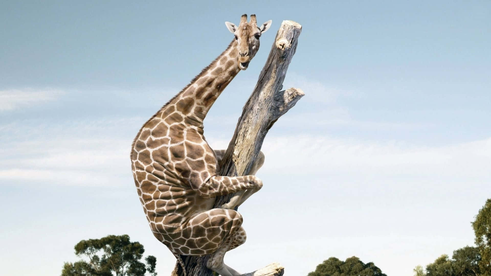 Funny Giraffe, dead tree, clear blue sky, Full HD Desktop Wallpaper