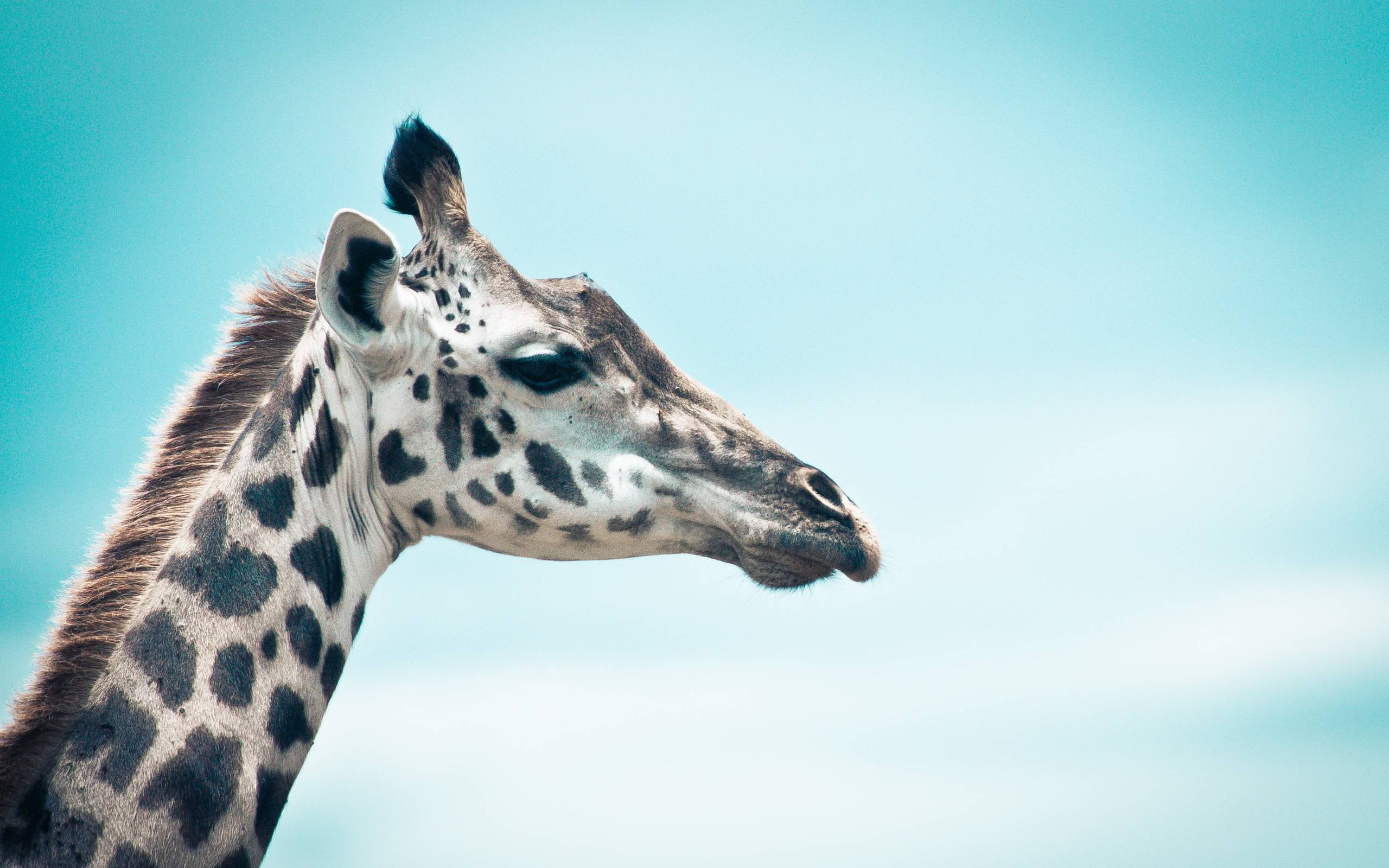 giraffe, head, neck, 2K Desktop Wallpaper
