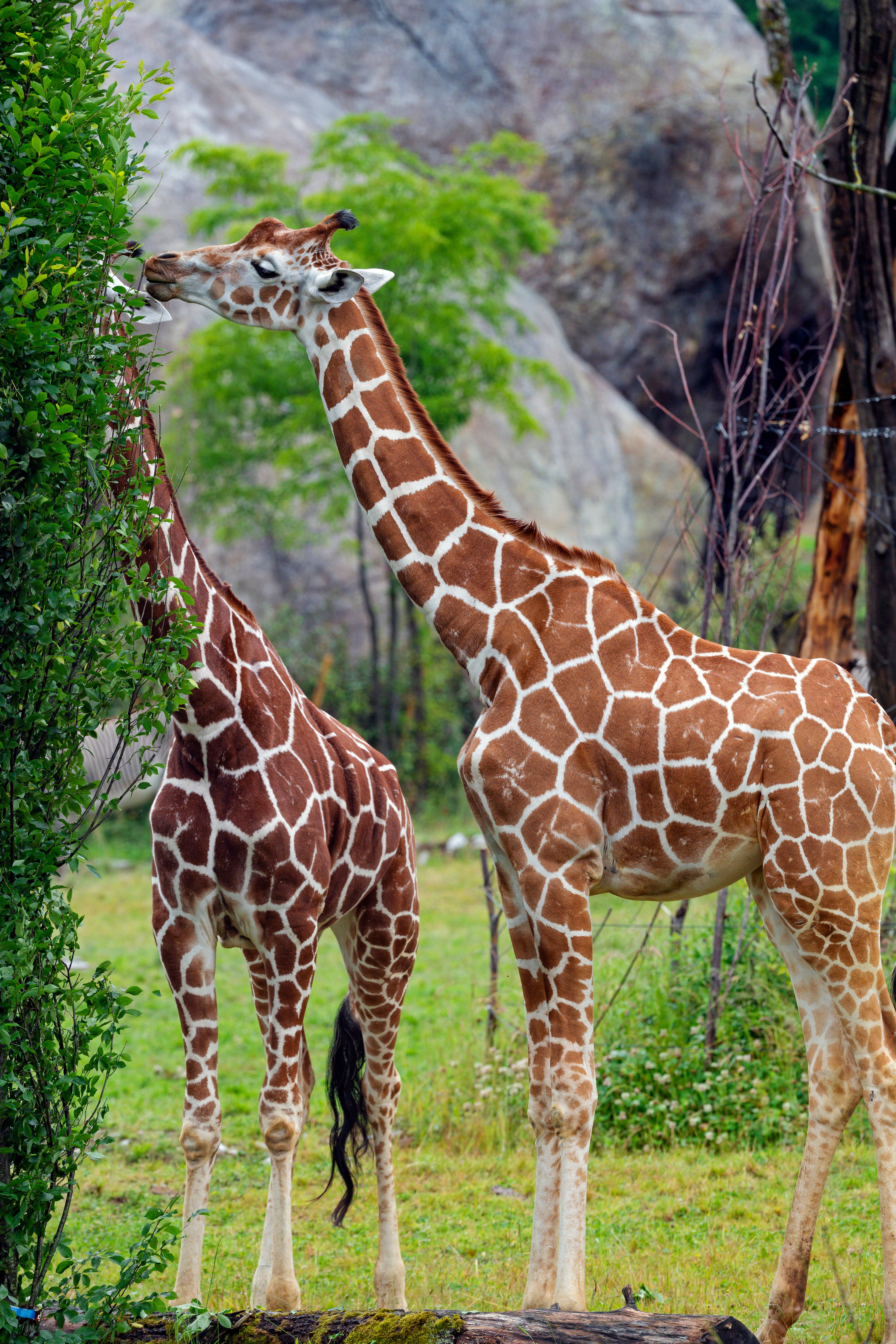 giraffe, brown and white spotted coats, grassy enclosure, 5K Phone Wallpaper