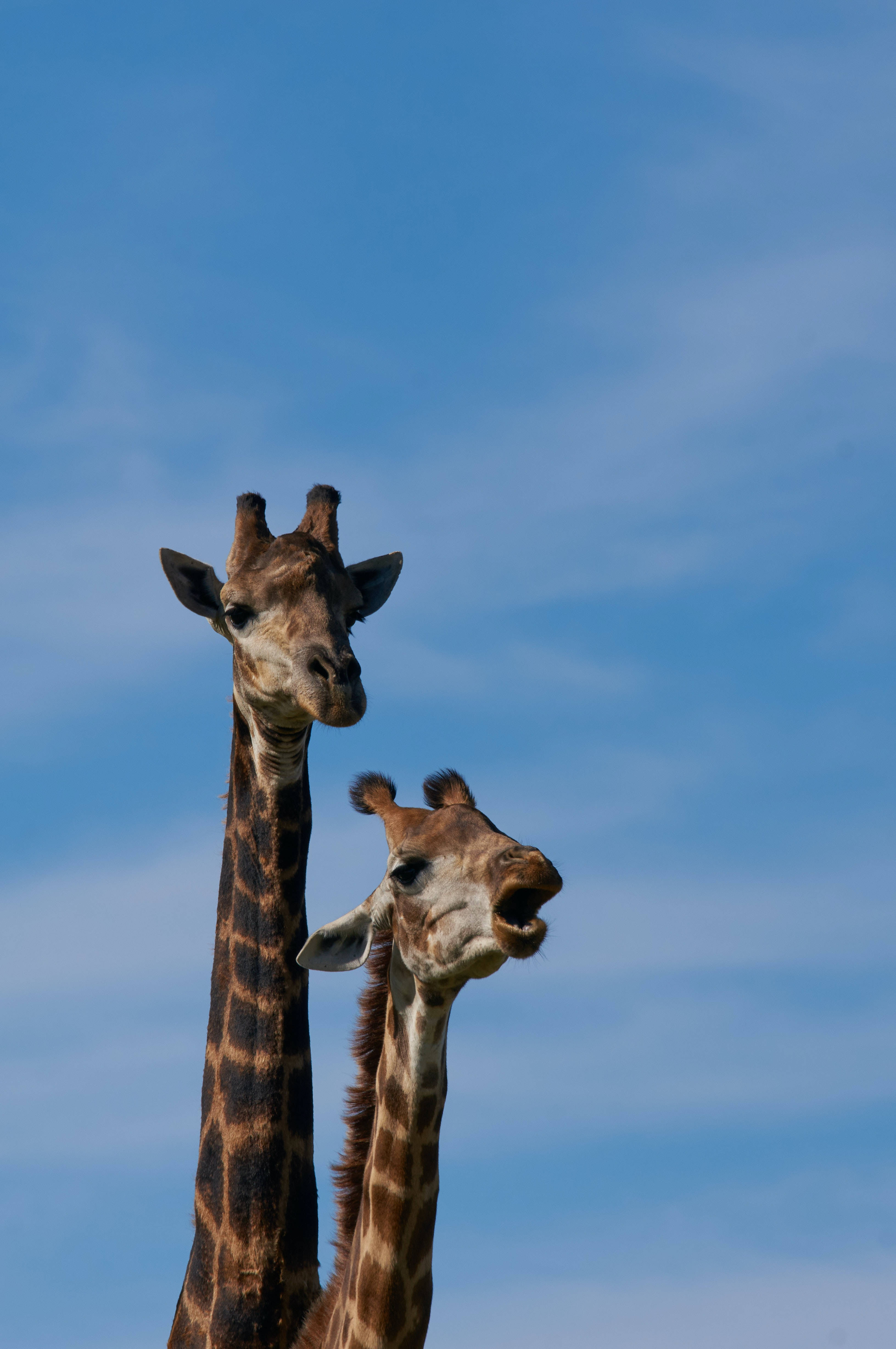long necked giraffe, clear blue sky, wispy clouds, 4K Phone Wallpaper
