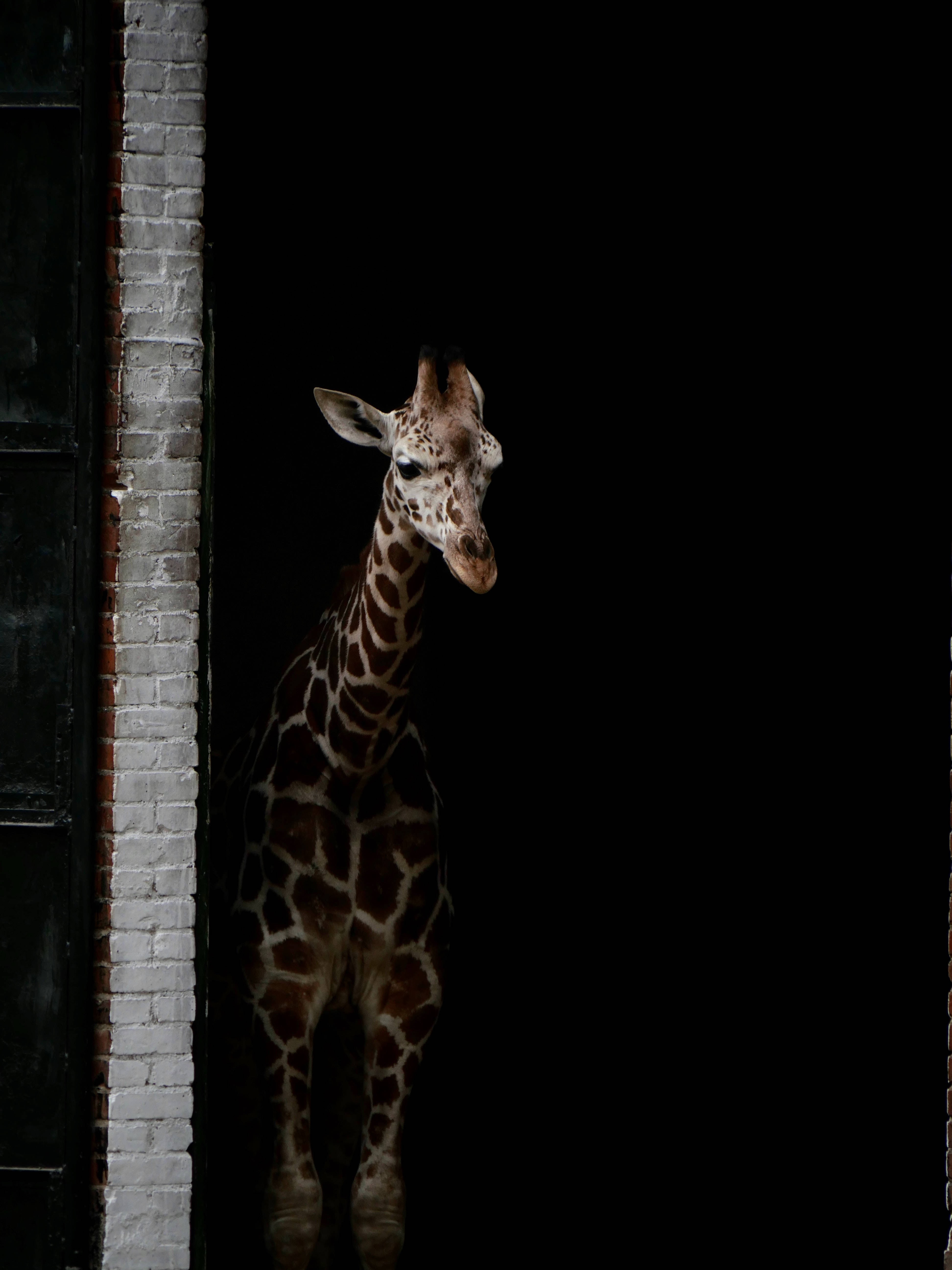 giraffe, dark anime, white brick wall, 5K Phone Wallpaper