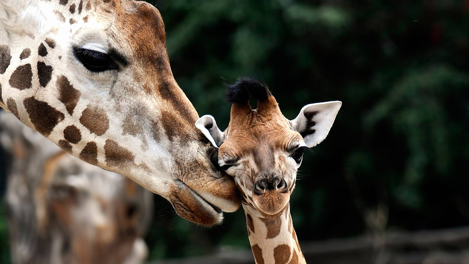 mother giraffe, child giraffe, lush green forest, Full HD Desktop Wallpaper