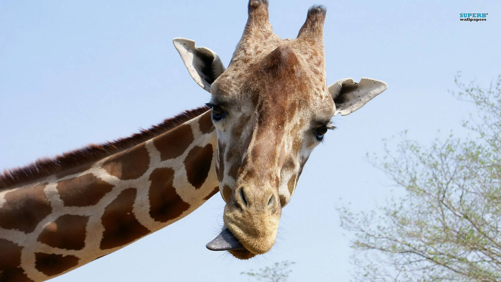 giraffe, clear blue sky, sparse green trees, HD Desktop Wallpaper