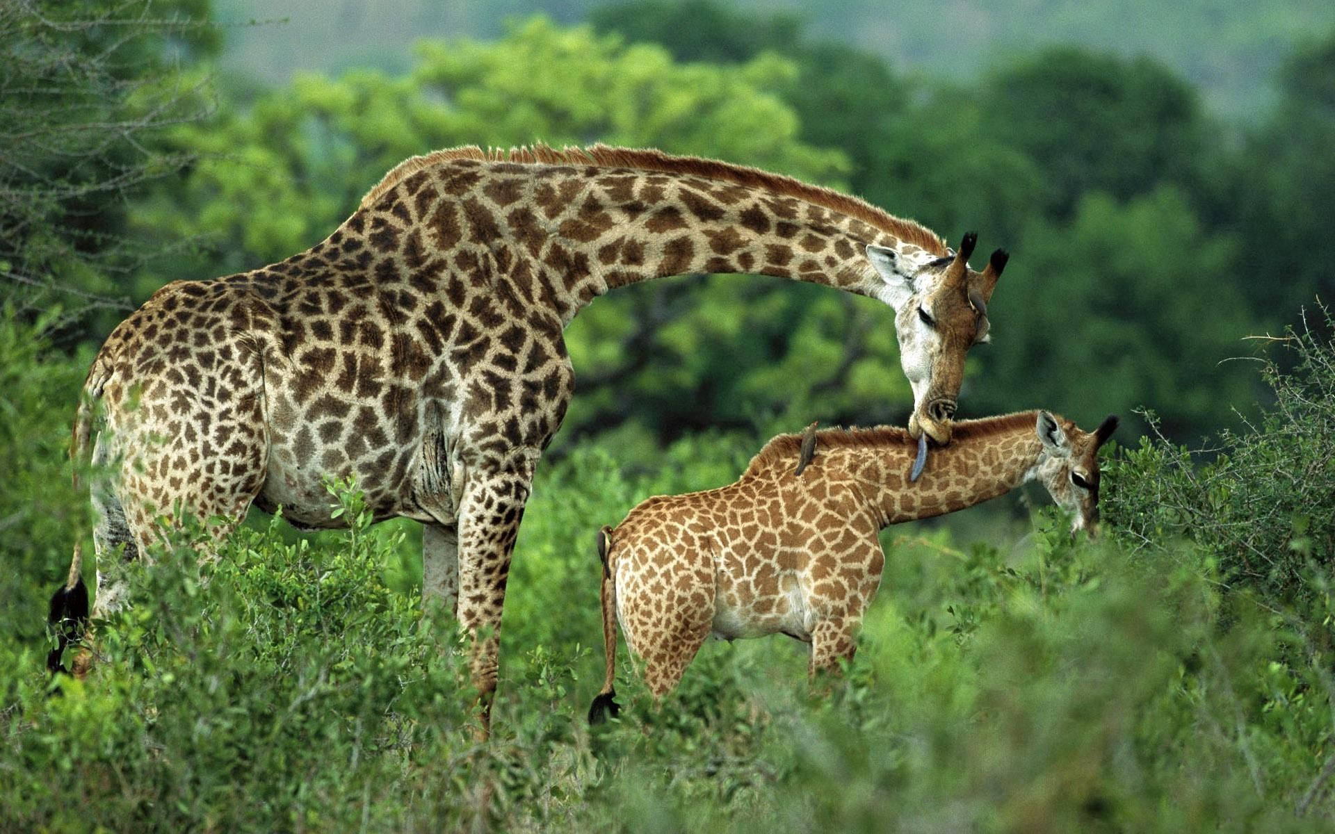 mother giraffe, cub, African savanna, Full HD Desktop Wallpaper