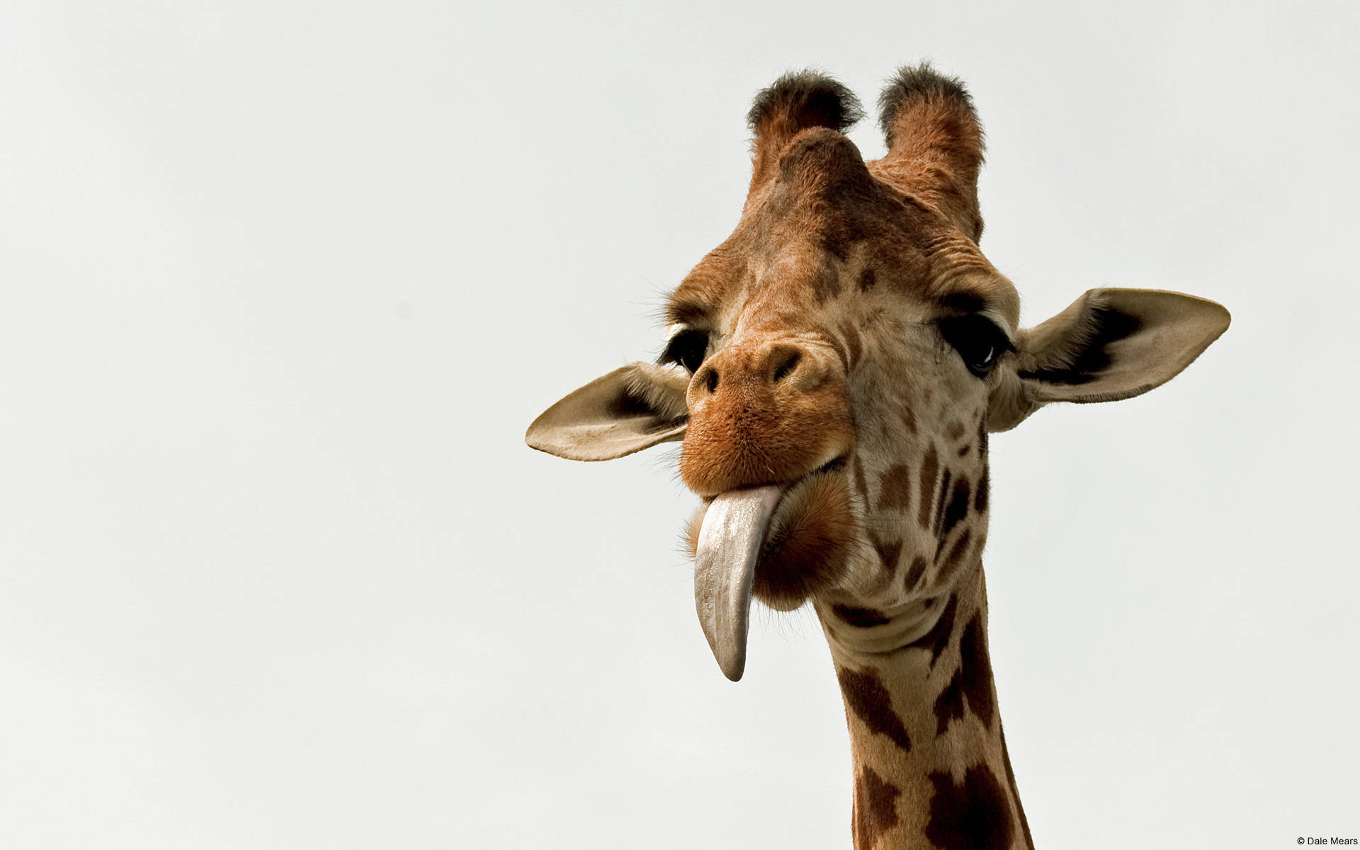 giraffe, long pink tongue, plain white background, Full HD Desktop Wallpaper