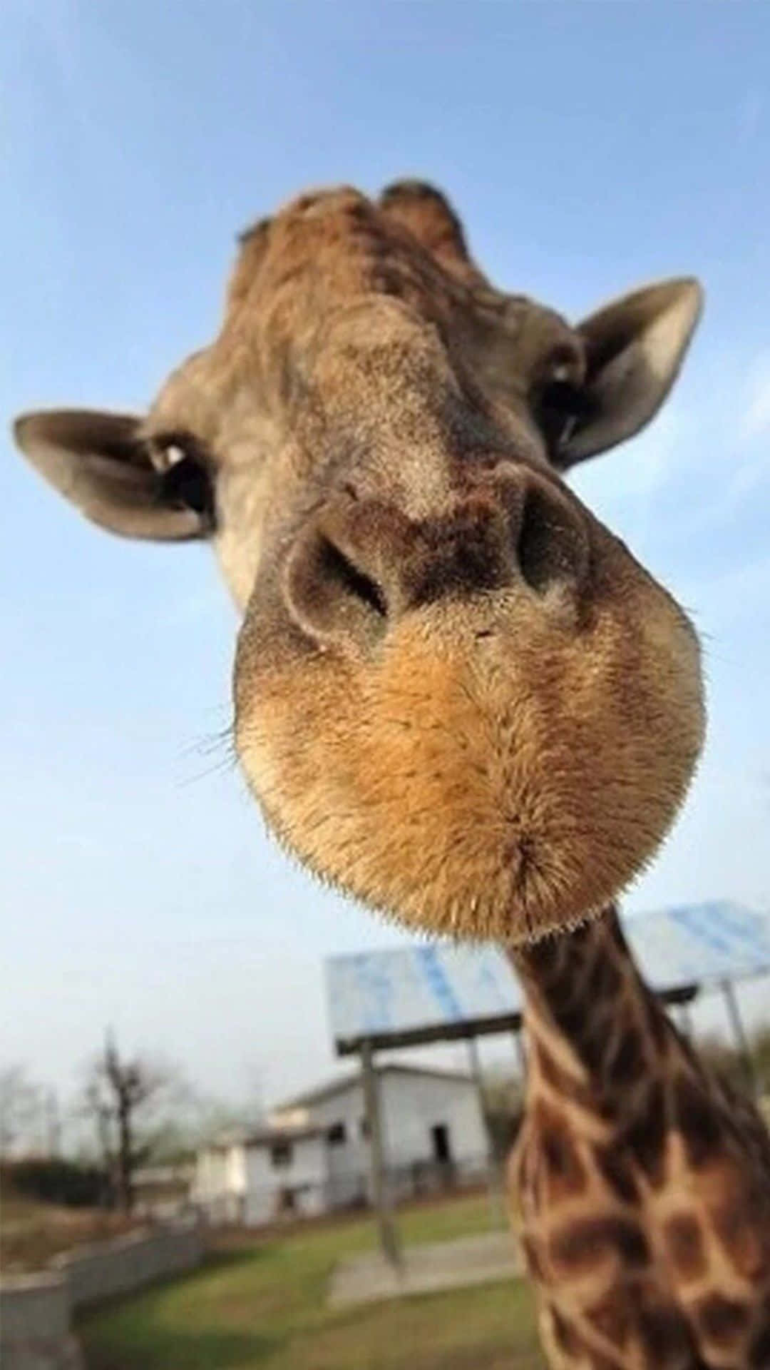 Funny Giraffe, giraffe, blue sky, Full HD Phone Wallpaper