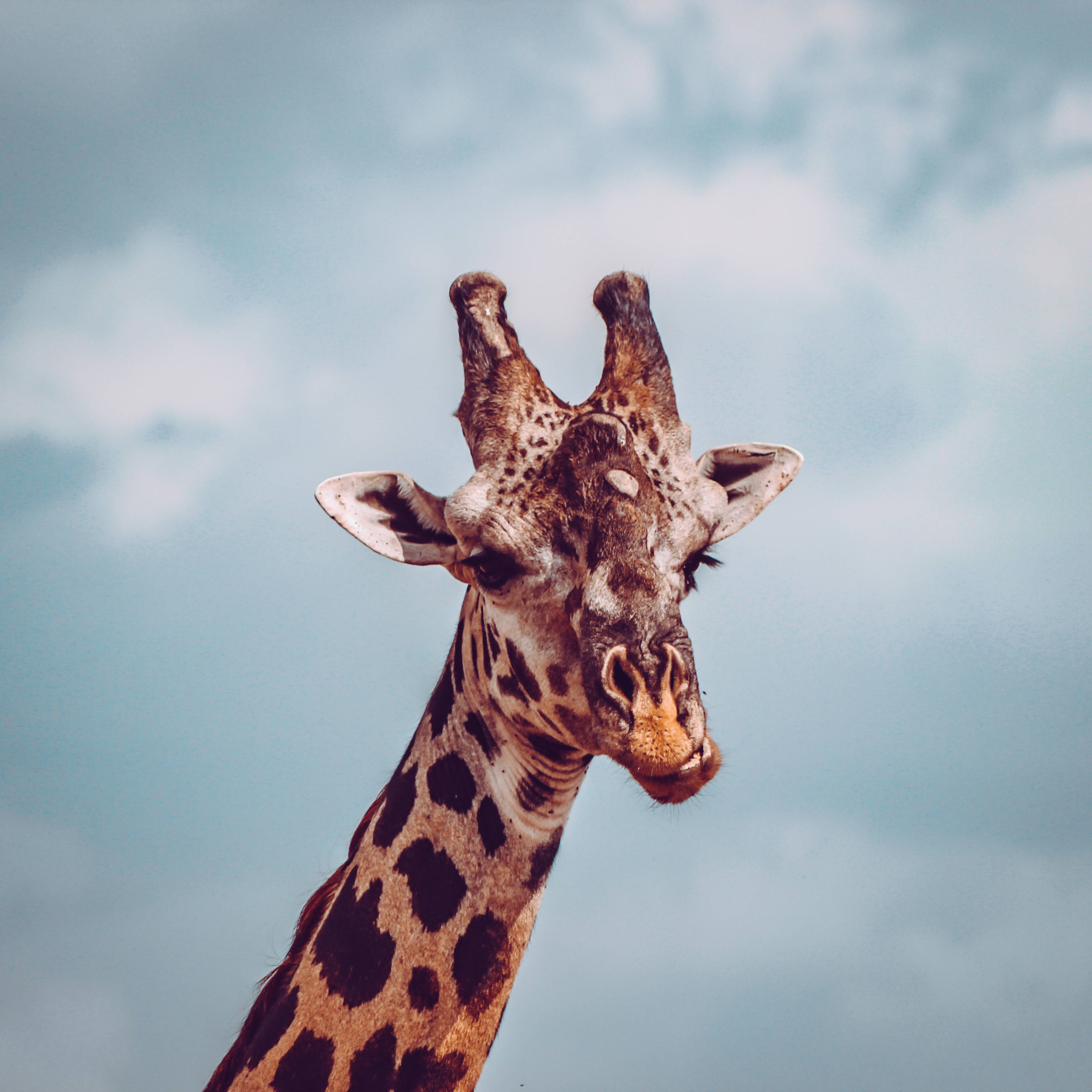 giraffe, soft blue sky, scattered clouds, 2K Desktop Wallpaper