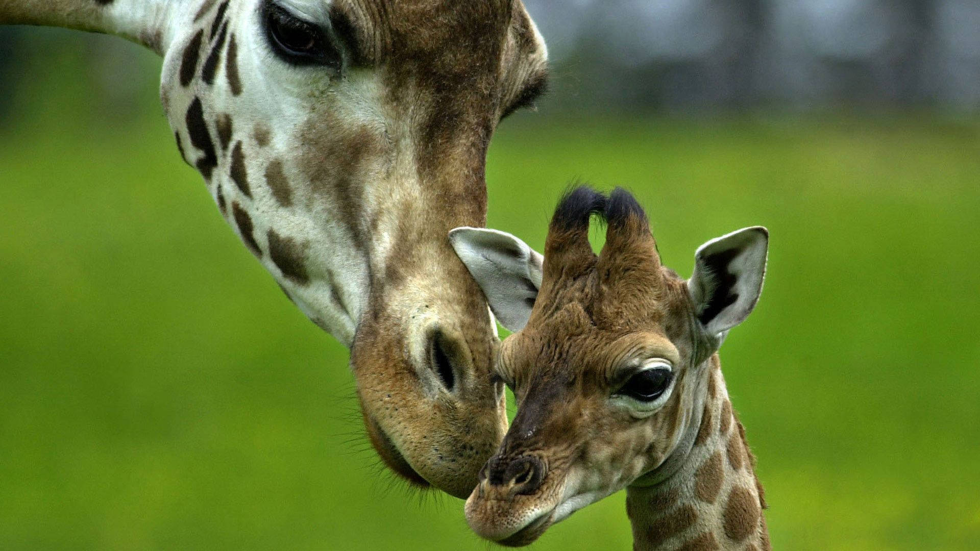 mother giraffe, calf, lush green field, Full HD Desktop Wallpaper