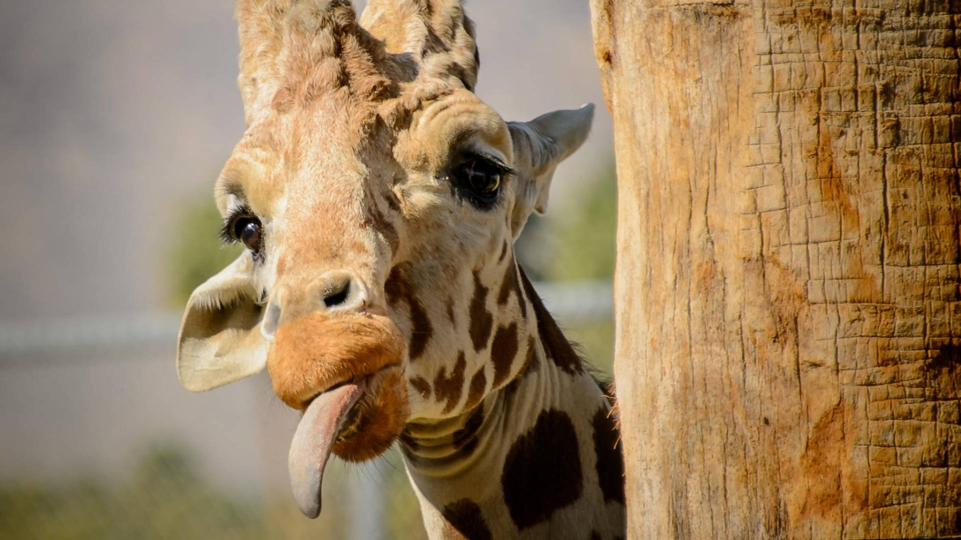 young giraffe, tree trunk, long tongue, Full HD Desktop Wallpaper