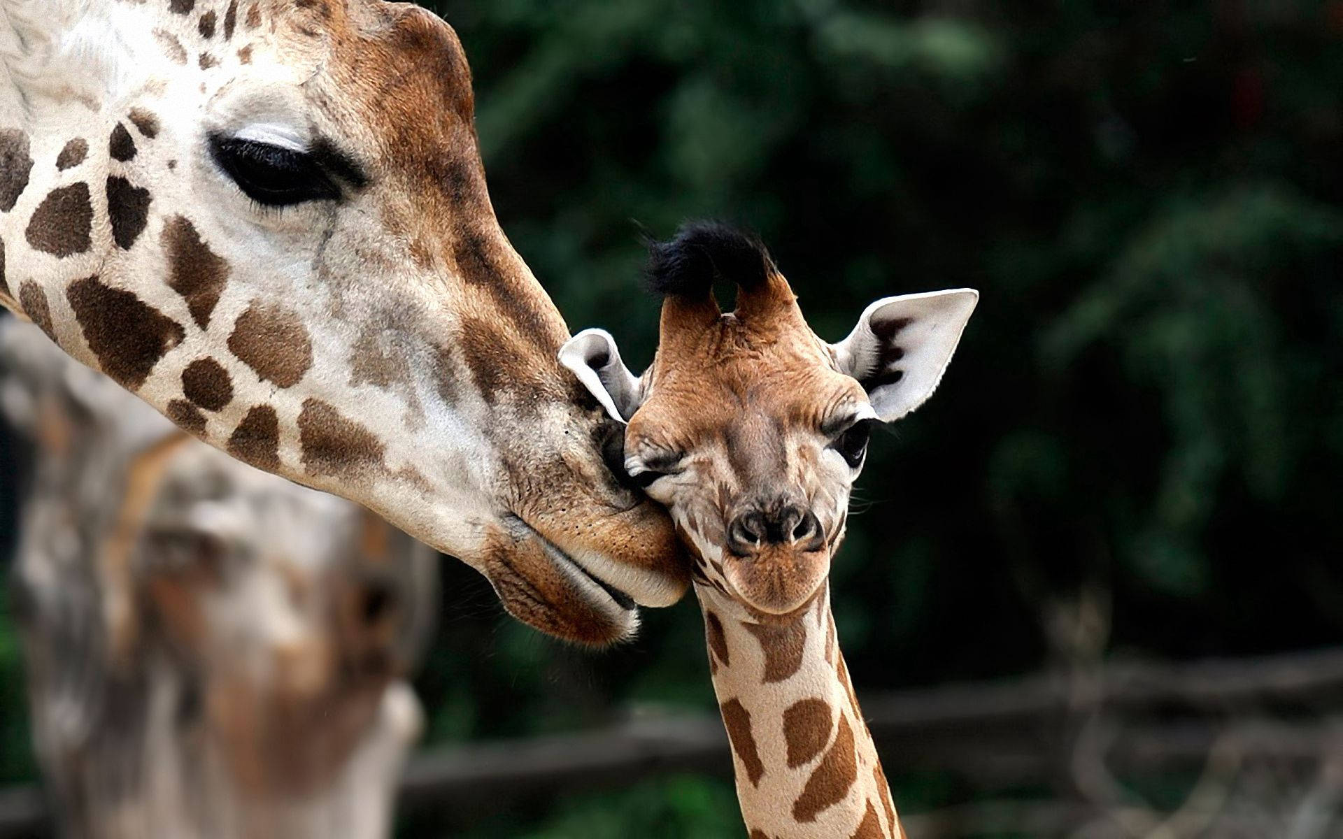 baby giraffe, mum, adult giraffe, Full HD Desktop Wallpaper