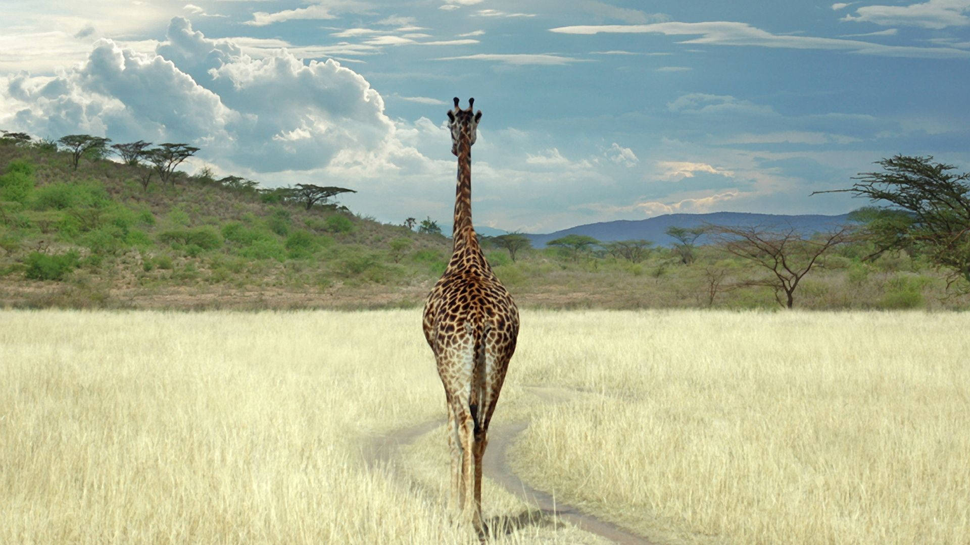 giraffe, savanna, golden grass, Full HD Desktop Wallpaper