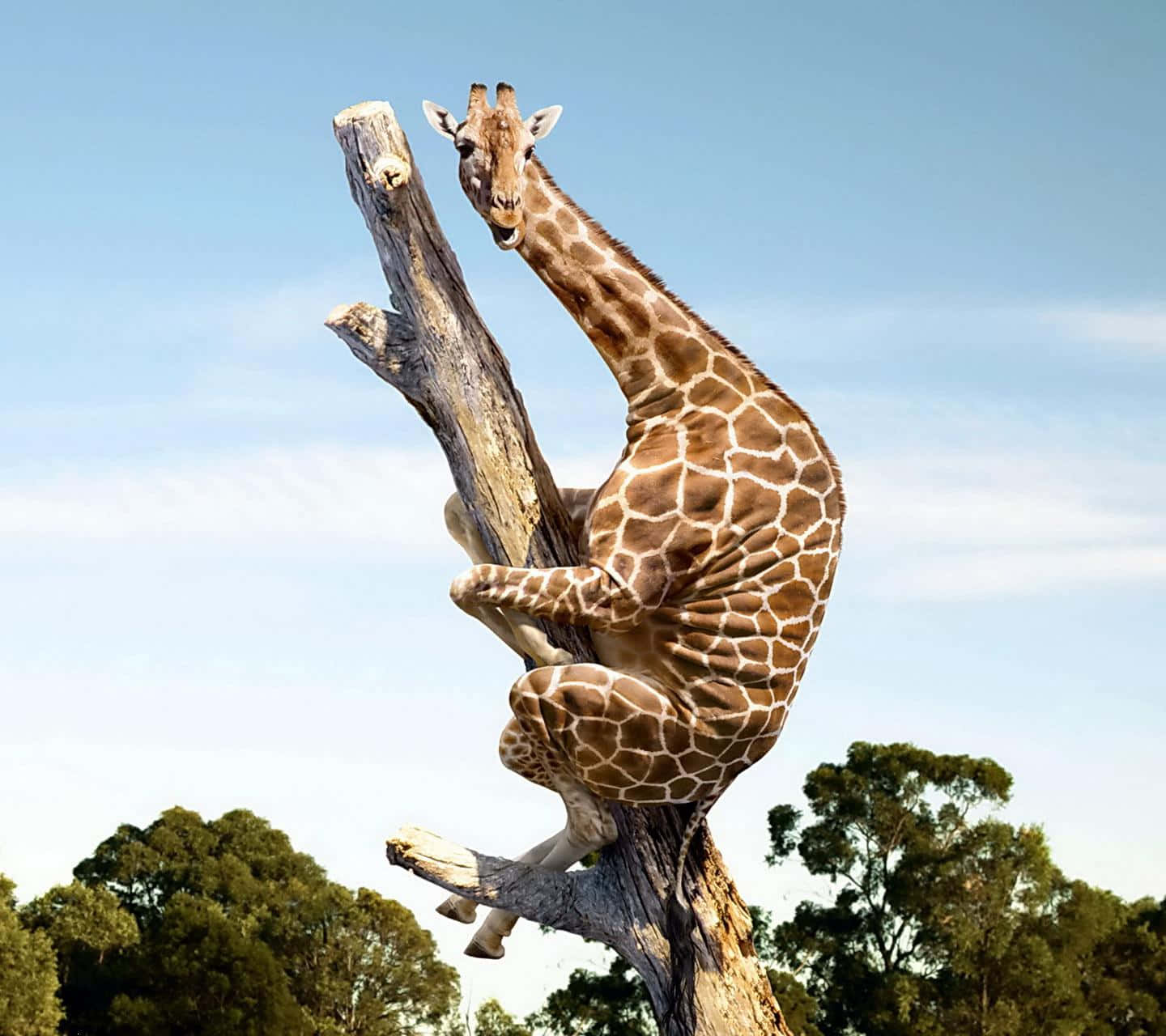 giraffe, tree trunk, clear blue sky, HD Desktop Wallpaper