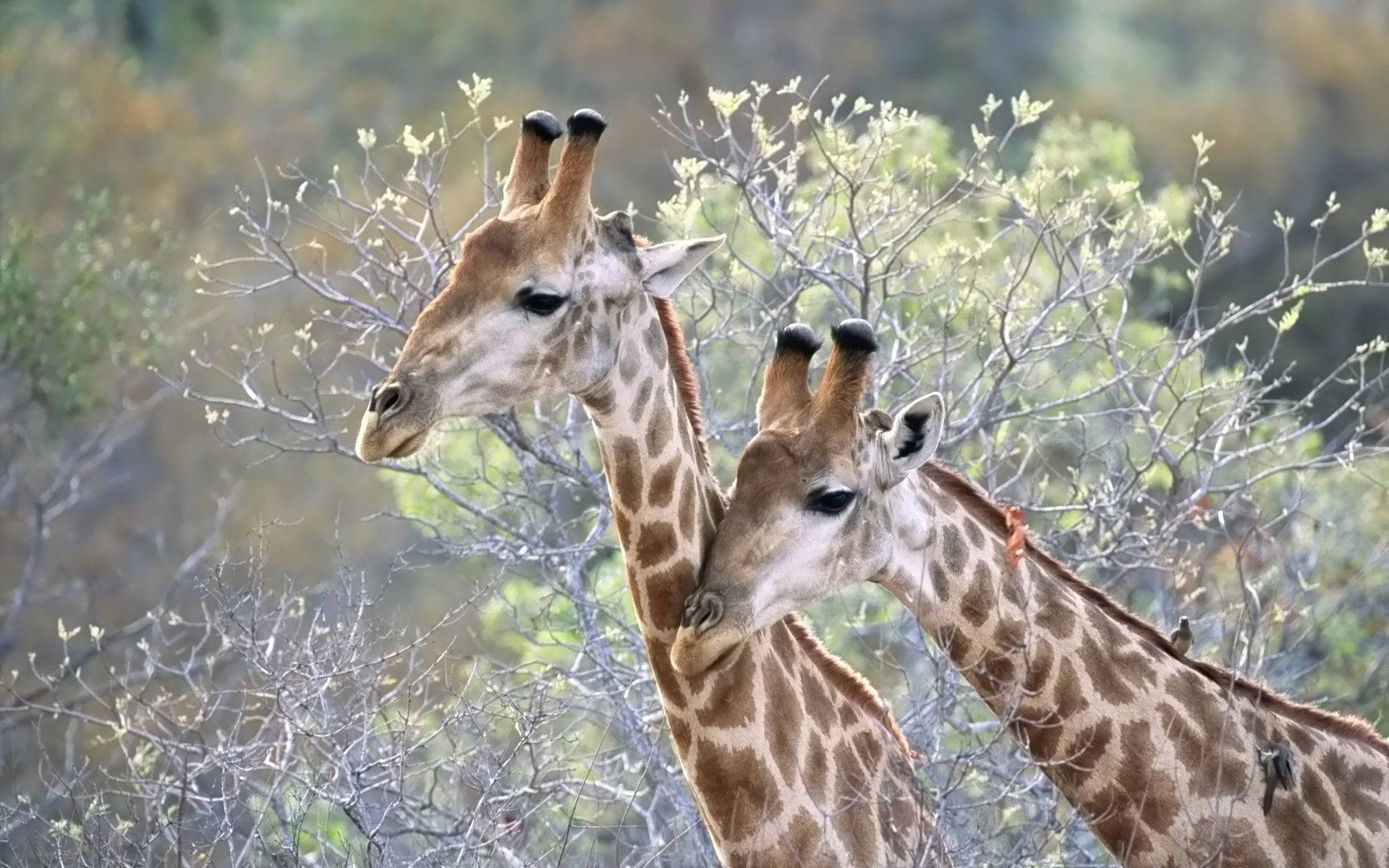 giraffes, savanna, sunlit, Full HD Desktop Wallpaper