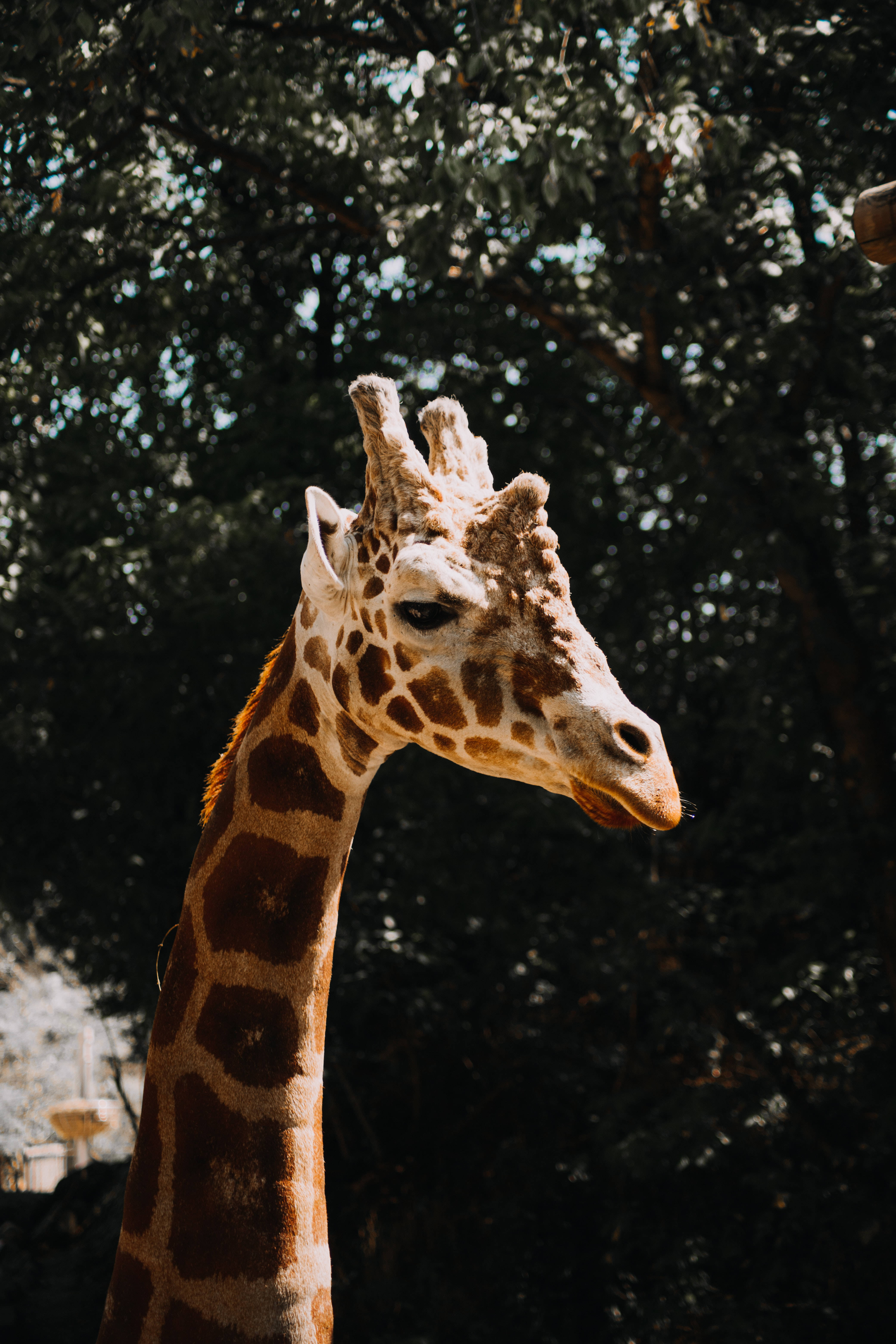 Spotted Lingering Giraffe, giraffe, dark green trees, 5K Phone Wallpaper