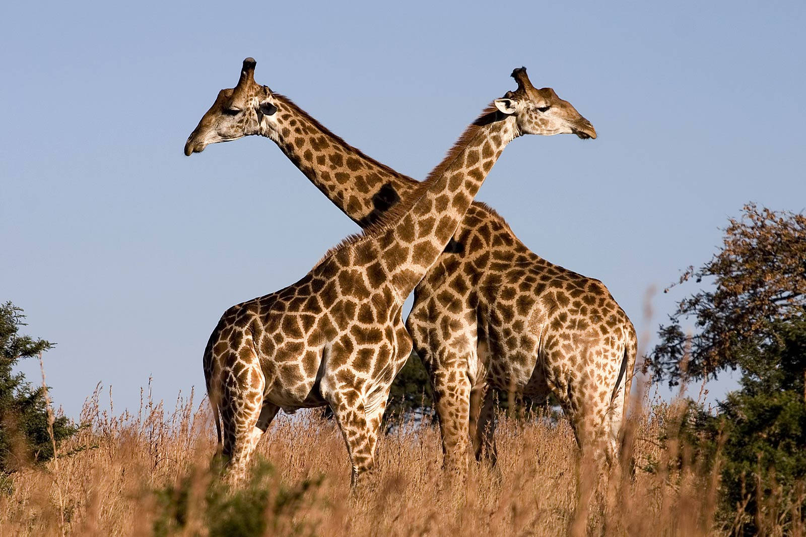 giraffe, African wildlife, golden grass, HD Desktop Wallpaper