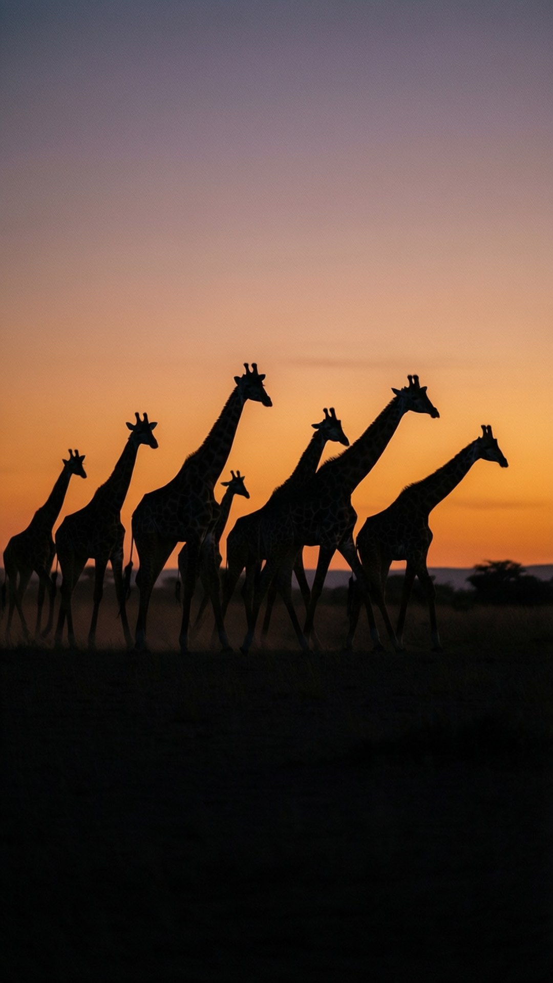 giraffe herd, savanna, sunset, Full HD Phone Wallpaper