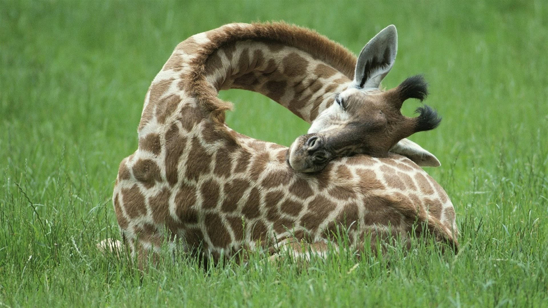 giraffe, grass, lush green field, Full HD Desktop Wallpaper