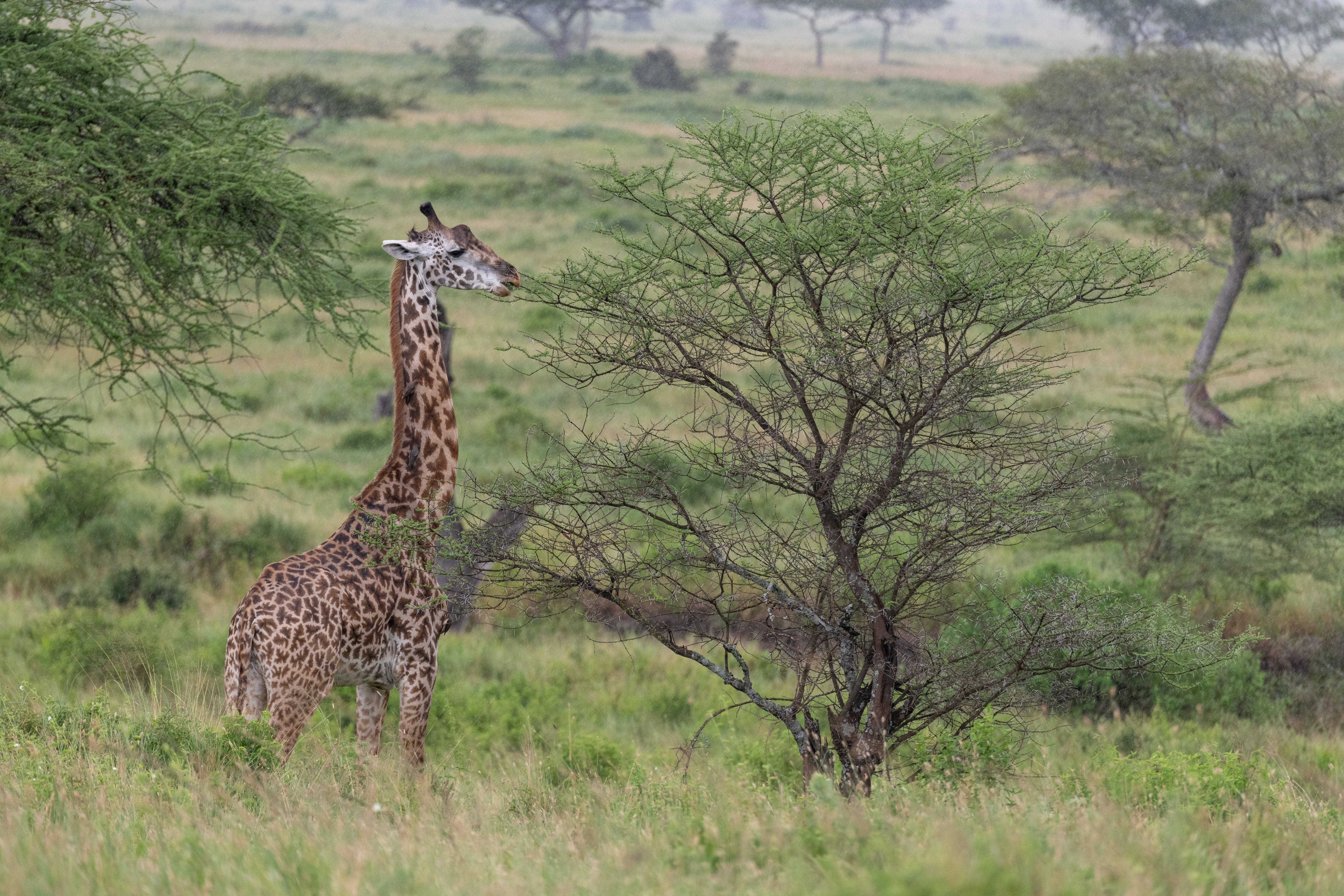 giraffe, misty savanna, thorny acacia tree, 5K Desktop Wallpaper