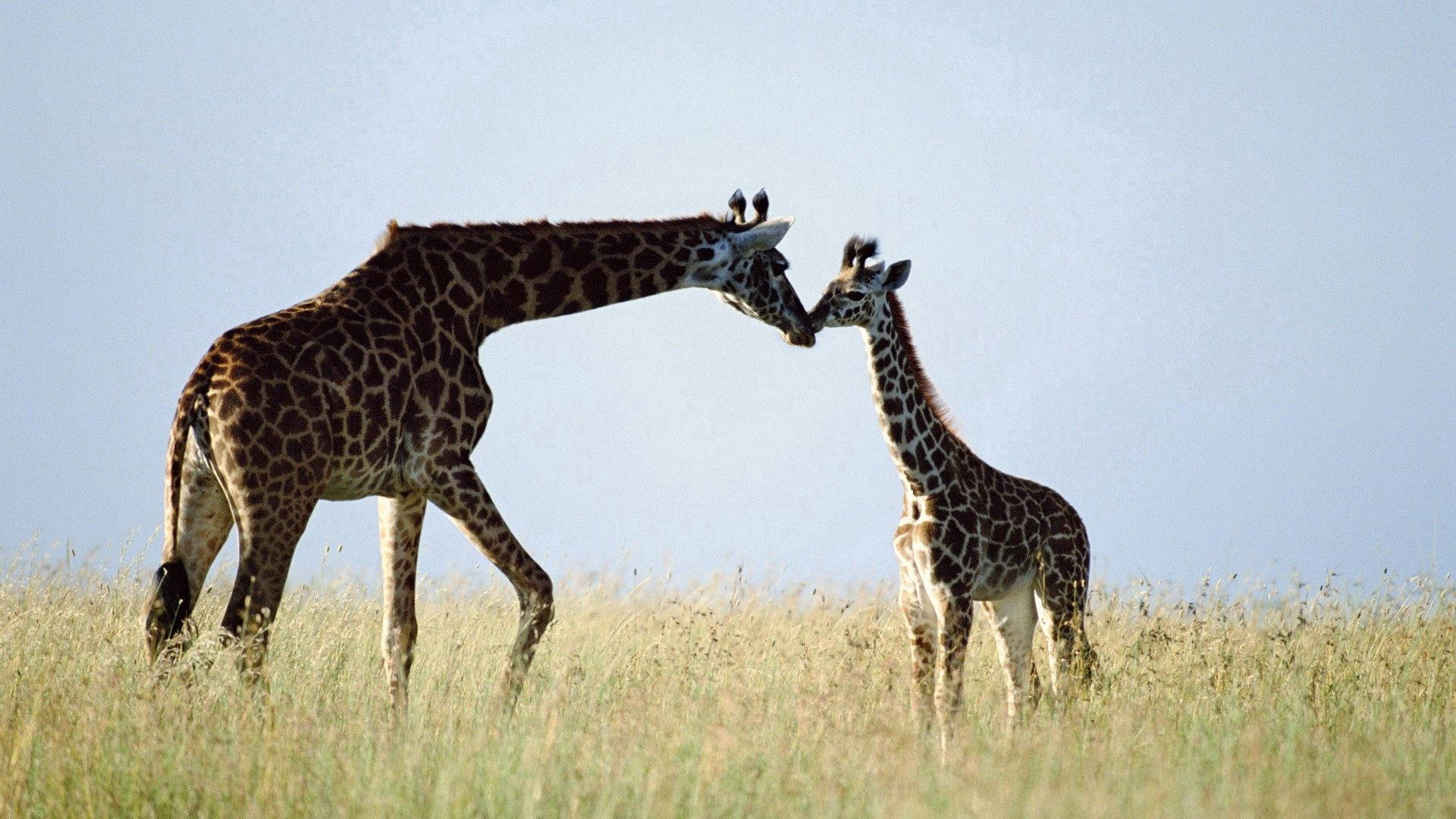 giraffe family, savanna grassland, sunlit, Full HD Desktop Wallpaper