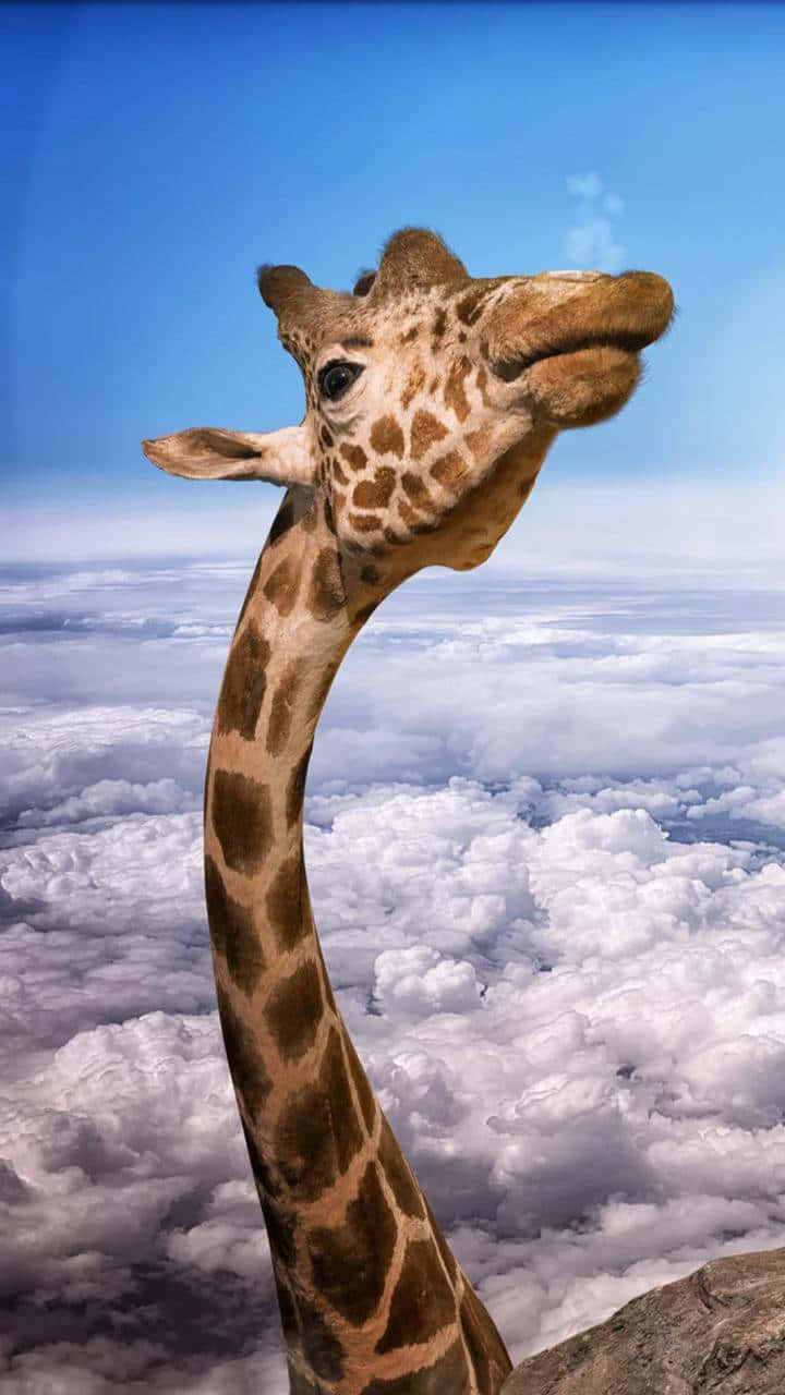 Funny Giraffe, clouds, fluffy white clouds, HD Phone Wallpaper