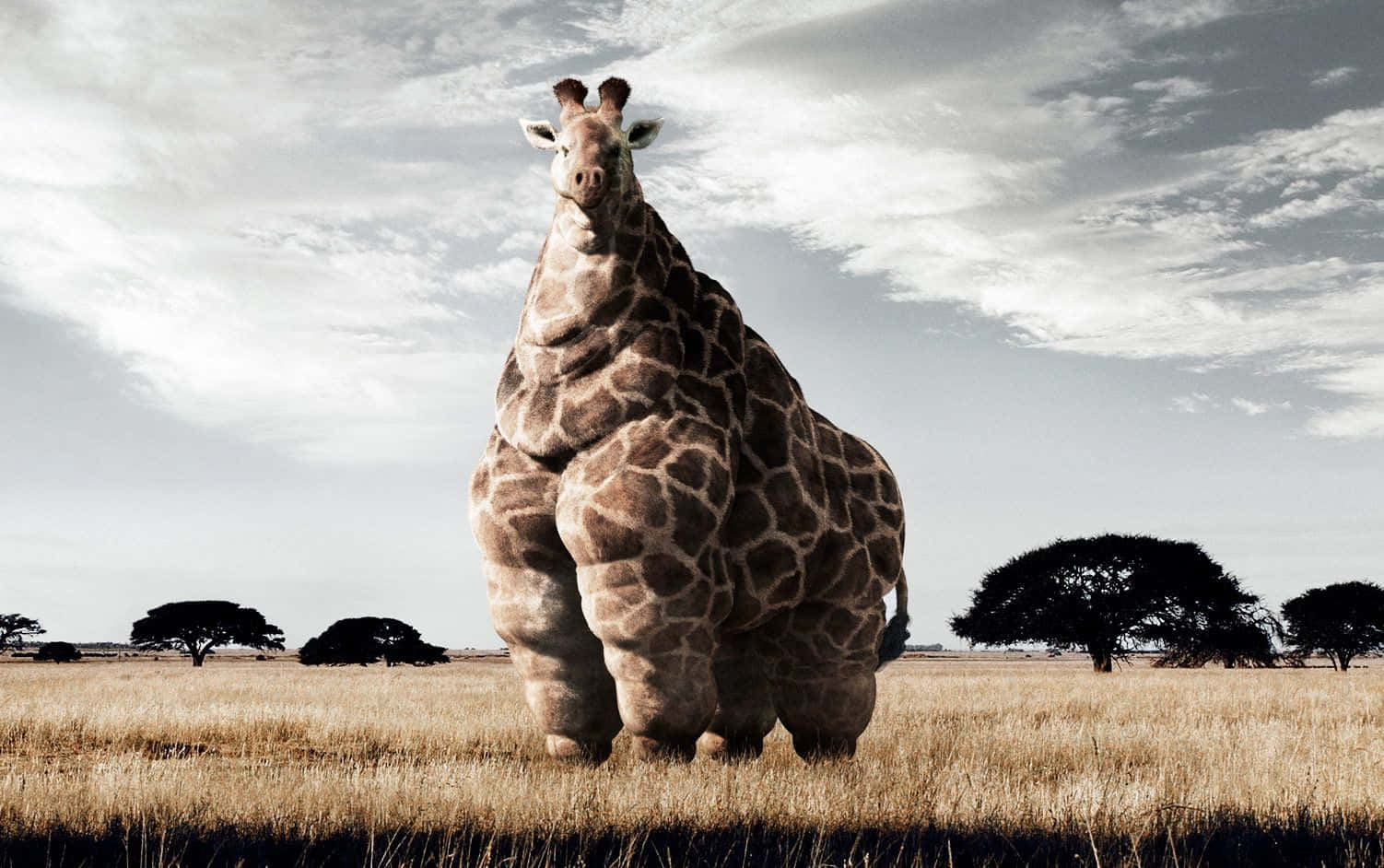 Funny Giraffe, giant, plump, HD Desktop Wallpaper