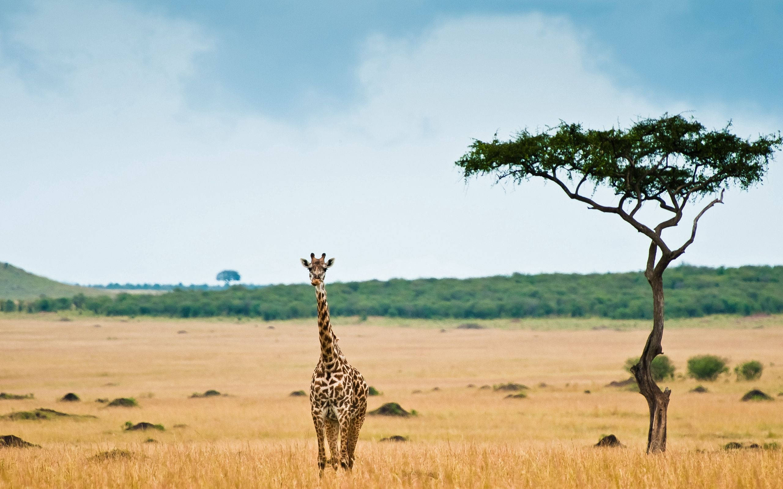 giraffe, acacia tree, golden savanna grass, 2K Desktop Wallpaper