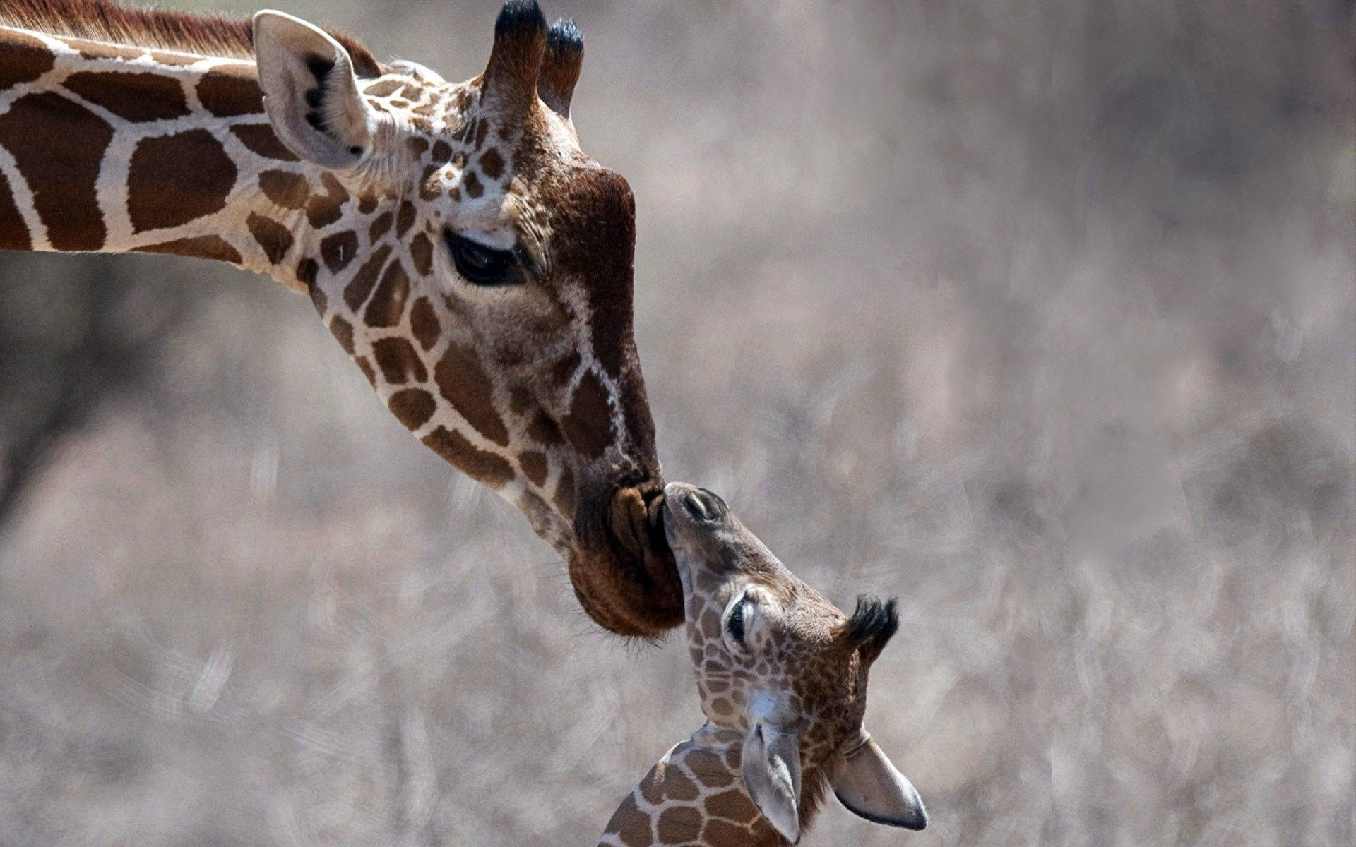 mother giraffe, cub, dry grass backdrop, Full HD Desktop Wallpaper