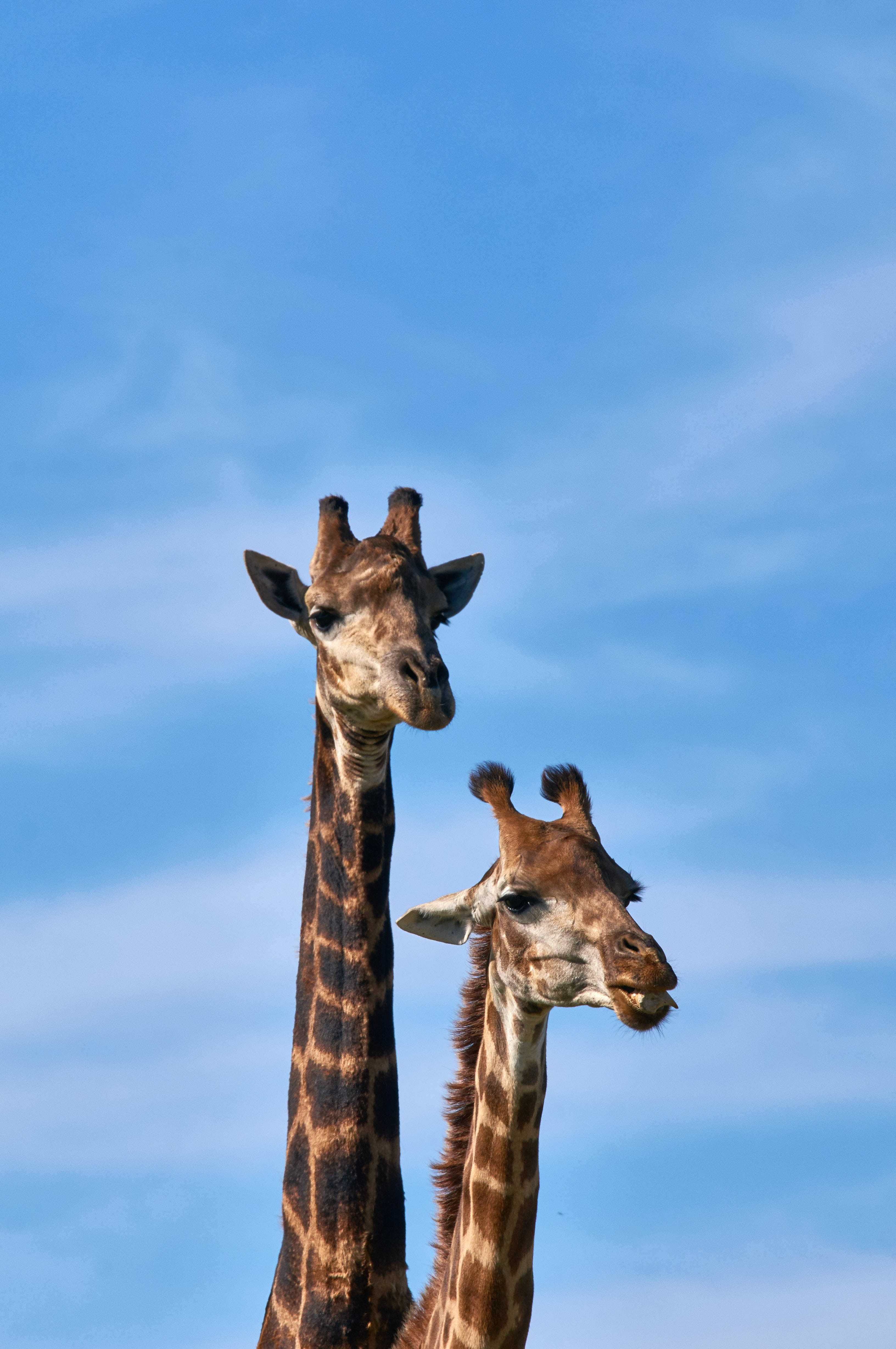 two long neck giraffe, clear blue sky, wispy clouds, 4K Phone Wallpaper